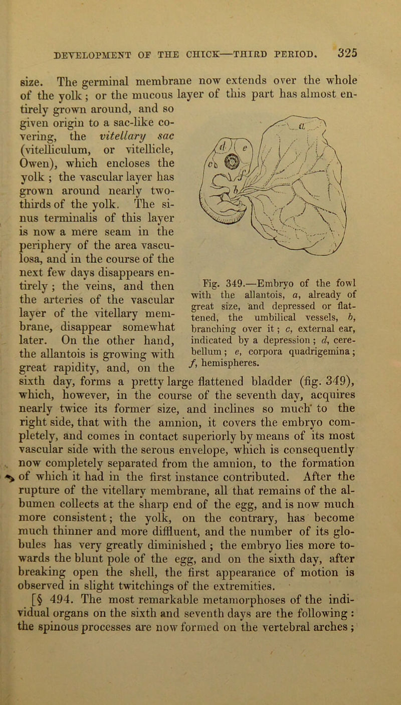 size. The germinal membrane now extends over the whole of the yolk; or the mucous layer of this part has almost en- tirely grown around, and so given origin to a sac-like co- vering, the vitellary sac (vitelhculum, or vitellicle, Owen), which encloses the yolk ; the vascular layer has grown around nearly two- thirds of the yolk. The si- nus terminalis of this layer is now a mere seam in the periphery of the area vascu- losa, and in the course of the next few days disappears en- tirely ; the veins, and then the arteries of the vascular layer of the vitellary mem- brane, disappear somewhat later. On the other hand, the allantois is growing with great rapidity, and, on the ^ hemisPheres- sixth day, forms a pretty large flattened bladder (fig. 349), which, however, in the course of the seventh day, acquires nearly twice its former size, and inclines so much' to the right side, that with the amnion, it covers the embryo com- pletely, and comes in contact superiorly by means of its most vascular side with the serous envelope, which is consequently now completely separated from the amnion, to the formation of which it had in the first instance contributed. After the rupture of the vitellary membrane, all that remains of the al- bumen collects at the sharp end of the egg, and is now much more consistent; the yolk, on the contrary, has become much thinner and more diffluent, and the number of its glo- bules has very greatly diminished ; the embryo lies more to- wards the blunt pole of the egg, and on the sixth day, after breaking open the shell, the first appearance of motion is observed in slight twitchings of the extremities. [§ 494. The most remarkable metamorphoses of the indi- vidual organs on the sixth and seventh days are the following : the spinous processes are now formed on the vertebral arches ; Fig. 349.—Embryo of the fowl with the allantois, a, already of great size, and depressed or flat- tened, the umbilical vessels, h, branching over it; c, external ear, indicated by a depression; cl, cere- bellum ; e, corpora quadrigemina;