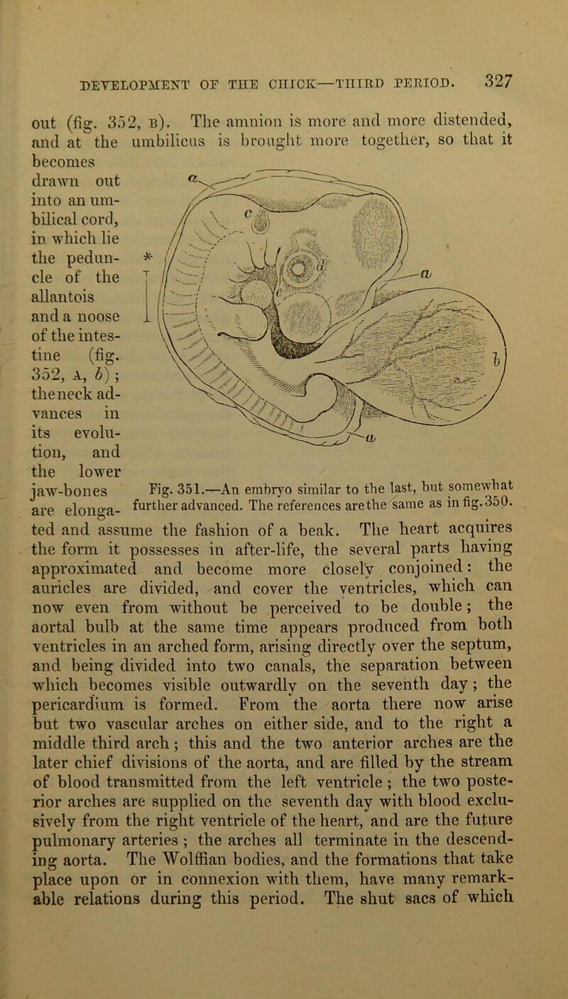 out (fig. 3a2, b). The amnion is more and more distended, and at the umbilicus is brought more together, so that it becomes jaw-bones Fig. 351.—An embryo similar to the last, but somewhat are elonmi- further advanced. The references arethe same as infig.350. ted and assume the fashion of a beak. The heart acquires the form it possesses in after-life, the several parts having approximated and become more closely conjoined: the auricles are divided, and cover the ventricles, which can now even from without be perceived to be double; the aortal bulb at the same time appears produced from both ventricles in an arched form, arising directly over the septum, and being divided into two canals, the separation between which becomes visible outwardly on the seventh day; the pericardium is formed. From the aorta there now arise but two vascular arches on either side, and to the right a middle third arch; this and the two anterior arches are the later chief divisions of the aorta, and are filled by the stream of blood transmitted from the left ventricle ; the two poste- rior arches are supplied on the seventh day with blood exclu- sively from the right ventricle of the heart, and are the future pulmonary arteries ; the arches all terminate in the descend- ing aorta. The Wolffian bodies, and the formations that take place upon or in connexion with them, have many remark- able relations during this period. The shut sacs of which