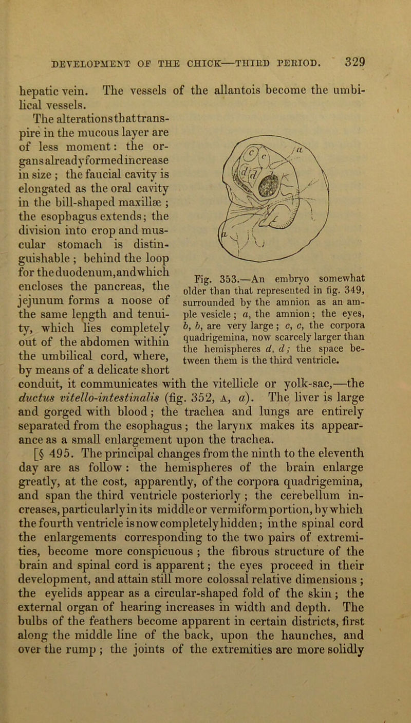 hepatic vein lieal vessels. The alterations tli at trans- pire in the raucous layer are of less moment: the or- gans already formed increase in size ; the faucial cavity is elongated as the oral cavity in the bill-shaped maxillae ; the esophagus extends; the division into crop and mus- cular stomach is distin- guishable ; behind the loop for the duodenum, andwhich encloses the pancreas, the jejunum forms a noose of the same lepgth and tenui- ty, which lies completely out of the abdomen within the umbilical cord, where, The vessels of the allantois become the umbi- Fig. 353.—An embryo somewhat older than that represented in fig. 349, surrounded by the amnion as an am- ple vesicle; a, the amnion; the eyes, b, b, are very large ; c, c, the corpora quadrigemina, now scarcely larger than the hemispheres d, d; the space be- tween them is the third ventricle. by means of a delicate short conduit, it communicates with the vitellicle or yolk-sac,—the ductus vitello-intestinalis (fig. 352, A, a). The liver is large and gorged with blood; the trachea and lungs are entirely separated from the esophagus; the larynx makes its appear- ance as a small enlargement upon the trachea. [§ 495. The principal changes from the ninth to the eleventh day are as follow : the hemispheres of the brain enlarge greatly, at the cost, apparently, of the corpora quadrigemina, and span the third ventricle posteriorly ; the cerebellum in- creases, particularly in its middle or vermiform portion, by which the fourth ventricle isnow completely hidden; in the spinal cord the enlargements corresponding to the two pairs of extremi- ties, become more conspicuous ; the fibrous structure of the brain and spinal cord is apparent; the eyes proceed in their development, and attain still more colossal relative dimensions ; the eyelids appear as a circular-shaped fold of the skin; the external organ of hearing increases in width and depth. The bulbs of the feathers become apparent in certain districts, first along the middle line of the back, upon the haunches, and over the rump ; the joints of the extremities are more solidly