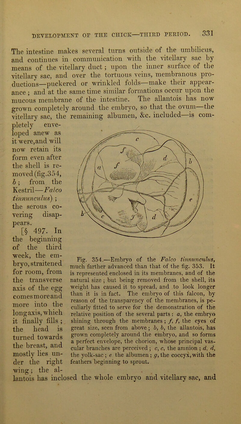 The intestine makes several turns outside of the umbilicus, and continues in communication with the vitellary sac by- means of the vitellary duct; upon the inner surface of the vitellarv sac, and over the tortuous veins, membranous pro- ductions—puckered or wrinkled folds—make their appear- ance ; and at the same time similar formations occur upon the mucous membrane of the intestine. The allantois has now grown completely around the embryo, so that the ovum—the vitellary sac, the remaining albumen, &c. included—is com- pletely enve- loped anew as it were,and will now retain its form even after the shell is re- moved (fig. 3 34, b; from the Kestril—Falco tinnunculus) ; the serous co- vering disap- pears. [§ 497. In the beginning of the third week, the em- bryo, straitened for room, from the transverse axis of the egg comes more and more into the long axis, which it finally fills ; the head is turned towards the breast, and mostly lies un- der the right wing; the al- lantois has inclosed the whole embryo and vitellary sac, and Fig. 354.—Embryo of the Falco tinnunculus, much farther advanced than that of the fig. 353. It is represented enclosed in its membranes, and of the natural size ; hut being removed from the shell, its weight has caused it to spread, and to look longer than it is in fact. The embryo of this falcon, by reason of the transparency of the membranes, is pe- culiarly fitted to serve for the demonstration of the relative position of the several parts: a, the embryo shining through the membranes ; /, /, the eyes of great size, seen from above; b, b, the allantois, has grown completely around the embryo, and so forms a perfect envelope, the chorion, whose principal vas- cular branches are perceived ; c, c, the amnion ; d, d, the yolk-sac ; e the albumen ; g, the coccyx, with the feathers beginning to sprout.