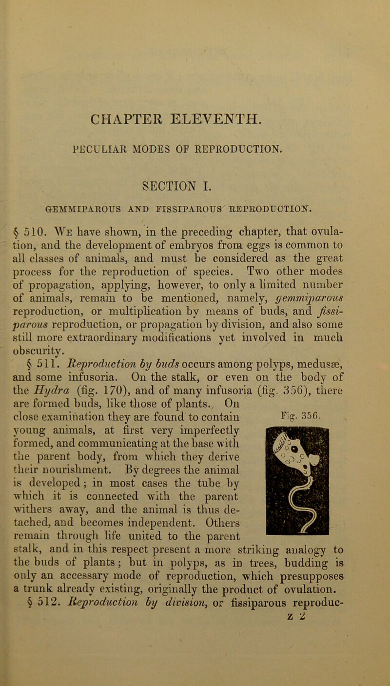 CHAPTER ELEVENTH. PECULIAR MODES OF REPRODUCTION. SECTION I. GEMMIPAROUS AND EISSIPAROUS REPRODUCTION. § 510. We have shown, in the preceding chapter, that ovula- tion, and the development of embryos from eggs is common to all classes of animals, and must be considered as the great process for the reproduction of species. Two other modes of propagation, applying, however, to only a limited number of animals, remain to be mentioned, namely, gemmiparous reproduction, or multiplication by means of buds, and fissi- paroits reproduction, or propagation by division, and also some still more extraordinary modifications yet involved in much obscurity. §511. Reproduction by buds occurs among polyps, medusae, and some infusoria. On the stalk, or even on the body of the Hydra (fig. 170), and of many infusoria (fig. 356), there are formed buds, like those of plants. On close examination they are found to contain young animals, at first very imperfectly formed, and communicating at the base with the parent body, from which they derive their nourishment. By degrees the animal is developed; in most cases the tube by which it is connected with the parent withers away, and the animal is thus de- tached, and becomes independent. Others remain through life united to the parent stalk, and in this respect present a more striking analogy to the buds of plants; but in polyps, as in trees, budding is only an accessary mode of reproduction, which presupposes a trunk already existing, originally the product of ovulation. § 512. Reproduction by division, or fissiparous reproduc-
