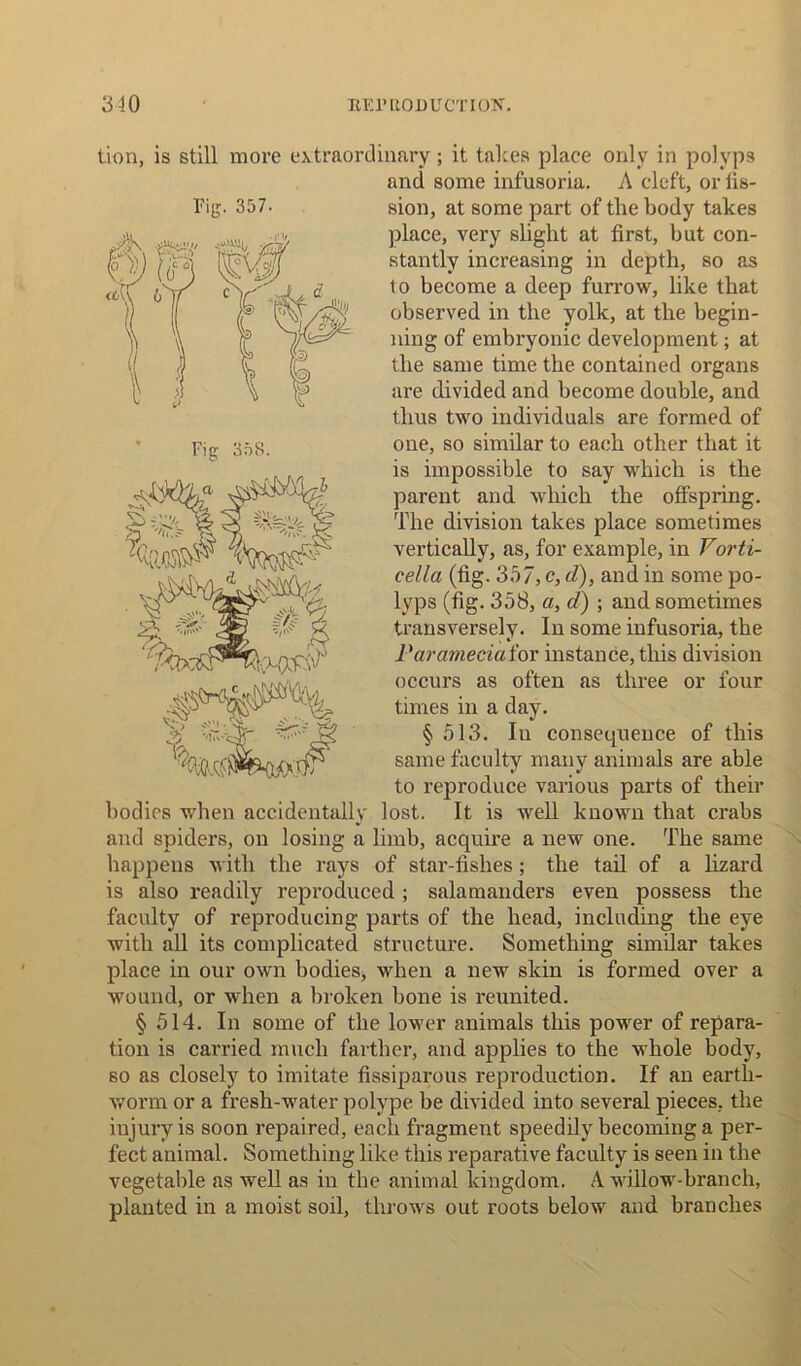 Fig 358. C? tion, is still more extraordinary ; it takes place only in polyps and some infusoria. A cleft, or fis- Fig. 357. sion, at some part of the body takes place, very slight at first, but con- stantly increasing in depth, so as to become a deep furrow, like that observed in the yolk, at the begin- ning of embryonic development; at the same time the contained organs are divided and become double, and thus two individuals are formed of one, so similar to each other that it is impossible to say which is the parent and which the offspring. The division takes place sometimes vertically, as, for example, in Vorti- cella (fig. 357, c, d), and in some po- lyps (fig. 358, a, d) ; and sometimes transversely. In some infusoria, the Varameciaior instance, this division occurs as often as three or four times in a day. § 513. In consequence of this same faculty many animals are able to reproduce various parts of their bodies when accidentally lost. It is well known that crabs and spiders, on losing a limb, acquire a new one. The same happens with the rays of star-fishes; the tail of a lizard is also readily reproduced ; salamanders even possess the faculty of reproducing parts of the head, including the eye with all its complicated structure. Something similar takes place in our own bodies, when a new skin is formed over a wound, or when a broken bone is reunited. § 514. In some of the lower animals this power of repara- tion is carried much farther, and applies to the whole body, so as closely to imitate fissiparous reproduction. If an earth- worm or a fresh-water polype be divided into several pieces, the injury is soon repaired, each fragment speedily becoming a per- fect animal. Something like this reparative faculty is seen in the vegetable as well as in the animal kingdom. A willow-branch, planted in a moist soil, throws out roots below and branches