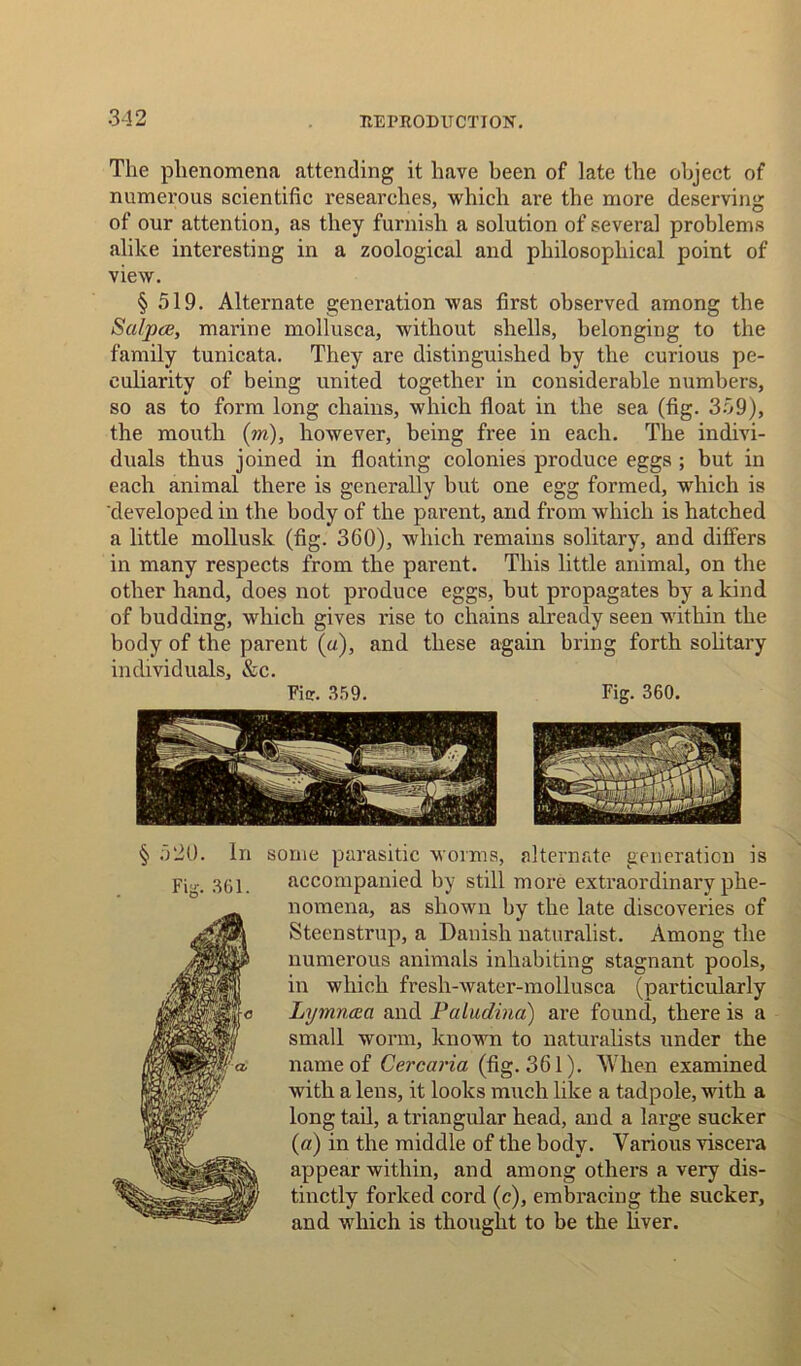 The phenomena attending it have been of late the object of numerous scientific researches, which are the more deserving of our attention, as they furnish a solution of several problems alike interesting in a zoological and philosophical point of view. § 519. Alternate generation was first observed among the Sa/pce, marine mollusca, without shells, belonging to the family tunicata. They are distinguished by the curious pe- culiarity of being united together in considerable numbers, so as to form long chains, which float in the sea (fig. 359), the mouth (m), however, being free in each. The indivi- duals thus joined in floating colonies produce eggs ; but in each animal there is generally but one egg formed, which is developed in the body of the parent, and from which is hatched a little mollusk (fig. 360), which remains solitary, and differs in many respects from the parent. This little animal, on the other hand, does not produce eggs, but propagates by a kind of budding, which gives rise to chains already seen within the body of the parent («), and these again bring forth solitary individuals, &c. Ficr. 359. Fig. 360. some parasitic worms, alternate generation is accompanied by still more extraordinary phe- nomena, as shown by the late discoveries of Steenstrup, a Danish naturalist. Among the numerous animals inhabiting stagnant pools, in which fresh-water-mollusca (particularly Lymncea and Paludina) are found, there is a small worm, known to naturalists under the name of Cercaria (fig. 361). When examined with a lens, it looks much like a tadpole, with a long tail, a triangular head, and a large sucker («) in the middle of the body. Various viscera appear within, and among others a very dis- tinctly forked cord (c), embracing the sucker, and which is thought to be the liver.