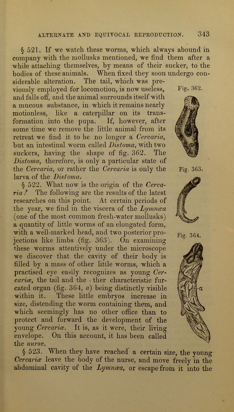 Fig. 362. Fig. 363. § 521. If we watch these worms, which always abound in company with the mollusks mentioned, we find them after a while attaching themselves, by means of their sucker, to the bodies of these animals. When fixed they soon undergo con- siderable alteration. The tail, which was pre- viously employed for locomotion, is now useless, and falls off, and the animal surrounds itself with a mucous substance, in which it remains nearly motionless, like a caterpillar on its trans- formation into the pupa. If, however, after some time we remove the little animal from its retreat we find it to be no longer a Cercarici, hut an intestinal worm called Bistoma, with two suckers, having the shape of fig. 3(32. The Bistoma, therefore, is only a particular state of the Cere aria, or rather the Cercaria is only the larva of the Bistoma. § 522. What now is the origin of the Cerca- ria ? The following are the results of the latest researches on this point. At certain periods of the year, we find in the viscera of the Lymncea (one of the most common fresh-water mollusks) a quantity of little worms of an elongated form, with a well-marked head, and two posterior pro- jections like limbs (fig. 363). On examining these worms attentively under the microscope we discover that the cavity of their body is filled by a mass of other little worms, which a practised eye easily recognizes as young Cer- carice, the tail and the < ther characteristic fur- cated organ (fig. 364, a) being distinctly visible within it. These little embryos increase in size, distending the worm containing them, and which seemingly has no other office than to protect and forward the development of the young Cercarice. It is, as it were, their living envelope. On this account, it has been called the nurse. § 523. When they have reached’ a certain size, the young Cercarice leave the body of the nurse, and move freely in the abdominal cavity of the Lymncea, or escape from it into the Fig. 364.