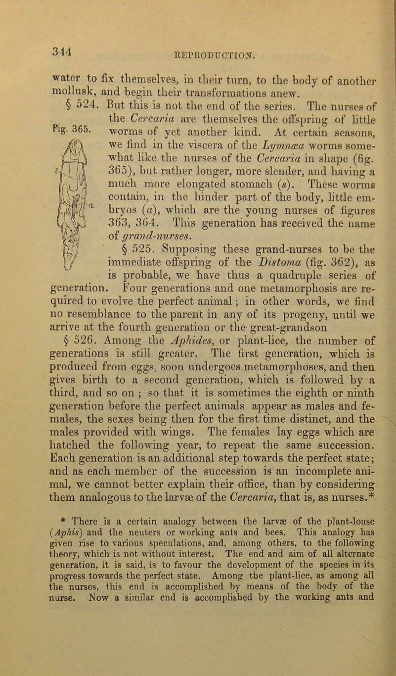 REPRODUCTION. Fig. 365. water to fix themselves, in their turn, to the body of another mollusk, and begin their transformations anew. § 524. But this is not the end of the series. The nurses of the Cercaria are themselves the offspring of little worms of yet another kind. At certain seasons, we find in the viscera of the Lymncea worms some- what like the nurses of the Cercaria in shape (fig. 3G5), but rather longer, more slender, and having a much more elongated stomach (s). These worms contain, in the hinder part of the body, little em- bryos («), which are the young nurses of figures 363, 364. This generation has received the name of grancl-nurses. § 525. Supposing these grand-nurses to be the immediate offspring of the Bistoma (fig. 362), as is probable, we have thus a quadruple series of generation. Four generations and one metamorphosis are re- quired to evolve the perfect animal; in other words, we find no resemblance to the parent in any of its progeny, until we arrive at the fourth generation or the great-grandson § 526. Among the Aphides, or plant-lice, the number of generations is still greater. The first generation, which is produced from eggs, soon undergoes metamorphoses, and then gives birth to a second generation, which is followed by a third, and so on ; so that it is sometimes the eighth or ninth generation before the perfect animals appear as males and fe- males, the sexes being then for the first time distinct, and the males provided with wings. The females lay eggs which are hatched the following year, to repeat the same succession. Each generation is an additional step towards the perfect state; and as each member of the succession is an incomplete ani- mal, we cannot better explain their office, than by considering them analogous to the larvae of the Cercaria, that is, as nurses.* * There is a certain analogy between the larvae of the plant-louse (Aphis) and the neuters or working ants and bees. This analogy has given rise to various speculations, and, among others, to the following theory, which is not without interest. The end and aim of all alternate generation, it is said, is to favour the development of the species in its progress towards the perfect state. Among the plant-lice, as among all the nurses, this end is accomplished by means of the body of the nurse. Now a similar end is accomplished by the working ants and