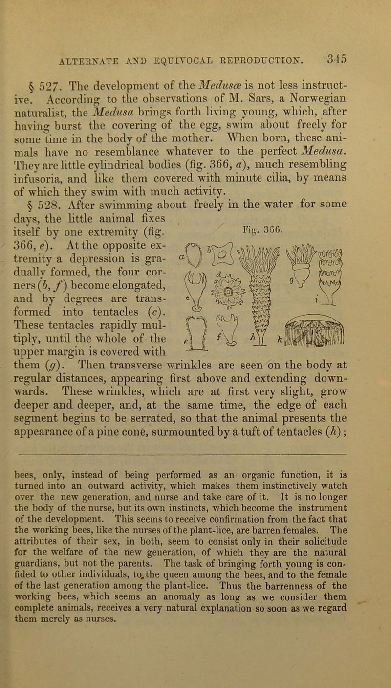 § 527. The development of the Medusae is not less instruct- ive. According to the observations of M. Sars, a Norwegian naturalist, the Medusa brings forth living young, which, after having burst the covering of the egg, swim about freely for some time in the body of the mother. When born, these ani- mals have no resemblance whatever to the perfect Medusa. They are little cylindrical bodies (fig. 3G6, a), much resembling infusoria, and like them covered with minute cilia, by means of which they swim with much activity. § 528. After swimming about freely in the water for some days, the little animal fixes itself by one extremity (fig. 366, e). At the opposite ex- tremity a depression is gra- dually formed, the four cor- ners (b, f) become elongated, and by degrees are trans- formed into tentacles (c). These tentacles rapidly mul- tiply, until the whole of the upper margin is covered with them (g). Then transverse wrinkles are seen on the body at regular distances, appearing first above and extending down- wards. These wrinkles, which are at first very slight, grow deeper and deeper, and, at the same time, the edge of each segment begins to be serrated, so that the animal presents the appearance of a pine cone, surmounted by a tuft of tentacles (h); Fig. 366. bees, only, instead of being performed as an organic function, it is turned into an outward activity, which makes them instinctively watch over the new generation, and nurse and take care of it. It is no longer the body of the nurse, but its own instincts, which become the instrument of the development. This seems to receive confirmation from the fact that the working bees, like the nurses of the plant-lice, are barren females. The attributes of their sex, in both, seem to consist only in their solicitude for the welfare of the new generation, of which they are the natural guardians, but not the parents. The task of bringing forth young is con- fided to other individuals, to, the queen among the bees, and to the female of the last generation among the plant-lice. Thus the barrenness of the working bees, which seems an anomaly as long as we consider them complete animals, receives a very natural explanation so soon as we regard them merely as nurses.