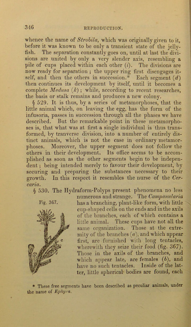 34 G whence the name of Strobila, which was originally given to it, before it was known to be only a transient state of the jelly- fish. The separation constantly goes on, until at last the divi- sions ai'e united hy only a very slender axis, resembling a pile of cups placed within each other (z). The divisions are now ready for separation ; the upper ring first disengages it- self, and then the others in succession.* Each segment (d) then continues its development by itself, until it becomes a complete Medusa (/c) ; while, according to recent researches, the basis or stalk remains and produces a new colony. § 529. It is thus, by a series of metamorphoses, that the little animal which, on leaving the egg, has the form of the infusoria, passes in succession through all the phases we have described. But the remarkable point in these metamorpho- ses is, that what was at first a single individual is thus trans- formed, by tranverse division, into a number of entirely dis- tinct animals, which is not the case in ordinary metamor- phoses. Moreover, the upper segment does not follow the others in their development. Its office seems to be accom- plished as soon as the other segments begin to be indepen- dent ; being intended merely to favour their development, by securing and preparing the substances necessary to their growth. In this respect it resembles the nurse of the Cer- caria. § 530. The Hydraform-Polyps present phenomena no less numerous and strange. The Campamdaria cup-sliaped cells on the ends and in the axils of the branches, each of which contains a little animal. These cups have not all the same organization. Those at the extre- mity of the branches («), and which appear first, are furnished with long tentacles, wherewith they seize their food (fig. 367). Those in the axils of the branches, and which appear late, are females (b), and have no such tentacles. Inside of the lat- ter, little spherical- bodies are found, each * These free segments have been described as peculiar animals, under the name of Ephyra.