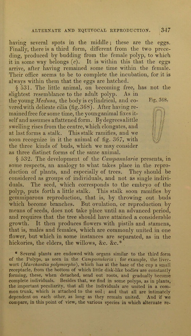 Fig. 368. having several spots in the middle; these are the eggs. Finally, there is a third form, different from the two prece- ding, produced by budding from the female polyp, to which it in some way belongs (c). It is within this that the eggs arrive, after having remained some time within the female. Their office seems to be to complete the incubation, for it is always within them that the eggs are hatched. § 531. The little animal, on becoming free, has not the slightest resemblance to the adult polyp. As in the young Medusa, the body is cylindrical, and co- veredwith delicate cilia (fig.368). After having re- mainedfree for some time, the younganimal fixes it- self and assumes aflattened form. By degrees alittle swelling rises from the centre, which elongates, and at last forms a stalk. This stalk ramifies, and we soon recognize in it the animal of fig. 367, with the three kinds of buds, which we may consider as three distinct forms of the same animal. § 532. The development of the Campanularia presents, in some respects, an analogy to what takes place in the repro- duction of plants, and especially of trees. They should be considered as groups of individuals, and not as single indivi- duals. The seed, which corresponds to the embryo of the polyp, puts forth a little stalk. This stalk soon ramifies by gemmiparous reproduction, that is, by throwing out buds which become branches. But ovulation, or reproduction by means of seeds, does not take place until an advanced period, and requires that the tree should have attained a considerable growth. It then produces flowers with pistils and stamens, that is, males and females, which are commonly united in one flower, but which in some instances are separated, as in the hickories, the elders, the willows, &c. &c.* * Several plants are endowed with organs similar to the third form of the Polyps, as seen in the Campanularia : for example, the liver- wort {Marchantia polymorphu), which has at the base of the cup a small receptacle, from the bottom of which little disk-like bodies are constantly forming, these, when detached, send out roots, and gradually become complete individuals. Besides that, we find in some polyps, as in plants, the important peculiarity, that all the individuals are united in a com- mon trunk, which is attached to the soil; and that all are intimately dependent on each other, as long as they remain united. And if wre compare, in this point of view, the various species in which alternate re-