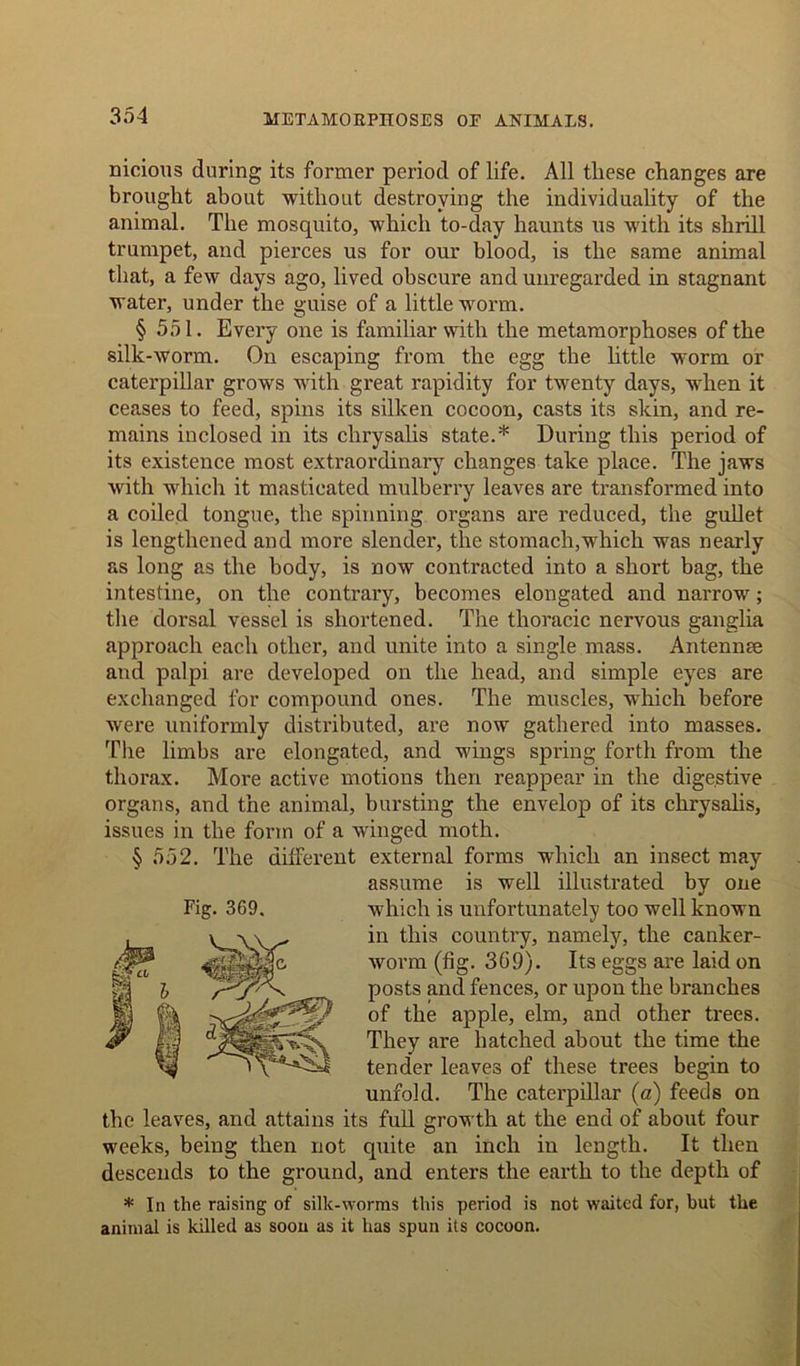 nicious during its former period of life. All these changes are brought about without destroying the individuality of the animal. The mosquito, which to-day haunts us with its shrill trumpet, and pierces us for our blood, is the same animal that, a few days ago, lived obscure and unregarded in stagnant water, under the guise of a little worm. § 551. Every one is familiar with the metamorphoses of the silk-worm. On escaping from the egg the httle worm or caterpillar grows with great rapidity for twenty days, when it ceases to feed, spins its silken cocoon, casts its skin, and re- mains inclosed in its chrysalis state.* During this period of its existence most extraordinary changes take place. The jaws with which it masticated mulberry leaves are transformed into a coiled tongue, the spinning organs are reduced, the gullet is lengthened and more slender, the stomach,which was nearly as long as the body, is now contracted into a short bag, the intestine, on the contrary, becomes elongated and narrow; the dorsal vessel is shortened. The thoracic nervous ganglia approach each other, and unite into a single mass. Antennee and palpi are developed on the head, and simple eyes are exchanged for compound ones. The muscles, which before were uniformly distributed, are now gathered into masses. The limbs are elongated, and wings spring forth from the thorax. More active motions then reappear in the digestive organs, and the animal, bursting the envelop of its chrysalis, issues in the form of a winged moth. § 552. The different external forms which an insect may assume is well illustrated by one which is unfortunately too well known in this country, namely, the canker- worm (fig. 369). Its eggs are laid on posts and fences, or upon the branches of the apple, elm, and other trees. They are hatched about the time the tender leaves of these trees begin to unfold. The caterpillar (a) feeds on the leaves, and attains its full growth at the end of about four weeks, being then not quite an inch in length. It then descends to the ground, and enters the earth to the depth of * In the raising of silk-worms this period is not waited for, but the animal is killed as soon as it has spun its cocoon. Fig. 369.