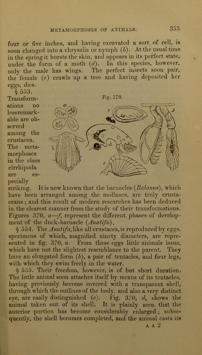 35.-) four or five inches, and having excavated a sort of cell, is soon changed into a chrysalis or nymph (b). At the usual time in the spring it bursts the skin, and appears in its perfect state, under the form of a moth (d). In this species, however, only the male has wings. The perfect insects soon pair, the female (c) crawls up a tree and having deposited her eggs, dies. § 553. Transform- FiS- ations no ~ ' 3 striking. It is now known that the barnacles (Balanus), which have been arranged among the mollusca, are truly crusta- ceans ; and this result of modern researches 1ms been deduced in the clearest manner from the study of their transformations. Figures 370, a—-f represent the different phases of develop- ment of the duck-barnacle (Anatifa). § 554. The Anatifa,like all Crustacea, is reproduced by eggs, specimens of which, magnified ninety diameters, are repre- sented in fig. 370, a. From these eggs little animals issue, which have not the slightest resemblance to the parent. They have an elongated form (6), a pair of tentacles, and four legs, with which they swim freely in the water. § 555. Their freedom, however, is of but short duration. The little animal soon attaches itself by means of its tentacles, having previously become covered with a transparent shell, through which the outlines of the body, and also a very distinct eye, are easily distinguished (c). Fig. 370, d, shows the animal taken out of its shell. It is plainly seen that the anterior portion lias become considerably enlarged; subse- quently, the shell becomes completed, and the animal casts its less remark- able are ob- served among the Crustacea. The meta- morphoses in the class cirrhipoda are es- pecially