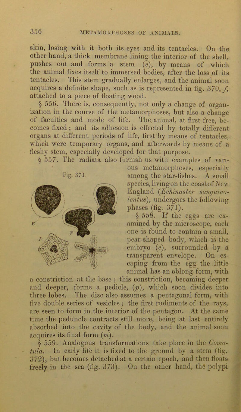 3.36 skin, losing with it both its eyes and its tentacles. On the other hand, a thick membrane lining the interior of the shell, pushes out and forms a stem (<?), by means of which the animal fixes itself to immersed bodies, after the loss of its tentacles. This stem gradually enlarges, and the animal soon acquires a definite shape, such as is represented in fig. 3/U, j\ attached to a piece of floating wood. § 556. There is, consequently, not only a change of organ- ization in the course of the metamorphoses, but also a change of faculties and mode of life. The. animal, at first free, be- comes fixed; and its adhesion is effected by totally different organs at different periods of life, first by means of tentacles, which were temporary organs, and afterwards by means of a fleshy stem, especially developed for that purpose. § 557. The radiata also furnish us with examples of vari- ous metamorphoses, especially among the star-fishes. A small species, living on the coastof New England (Echinaster savguino- /entus), undergoes the following phases (fig. 3/1). § 558. If the eggs are ex- amined by the microscope, each one is found to contain a small, pear-shaped body, which is the embryo (<?), surrounded by a transparent envelope. On es- caping from the egg the little animal has an oblong form, with a constriction at the base ; this constriction, becoming deeper and deeper, forms a pedicle, (p), which soon divides into three lobes. The disc also assumes a pentagonal form, with five double series of vesicles ; the first rudiments of the rays, are seen to form in the interior of the pentagon. At the same time the peduncle contracts still more, being at last entirely absorbed into the cavity of the body, and the animal soon acquires its final form (m). § 559. Analogous transformations take place in the Co mo- tula. In early life it is fixed to the ground by a stem (fig. 372), but becomes detached at a certain epoch, and then floats freely in the sea (fig. 373). On the other hand, the polypi