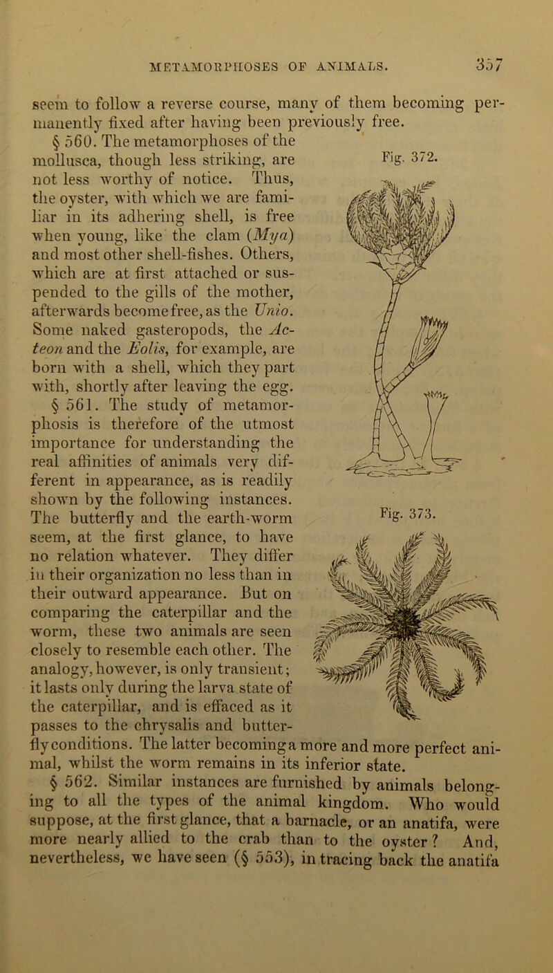 Fig. 372. seem to follow a reverse course, many of them becoming per- manently fixed after having been previously free. § 560. The metamorphoses of the mollusca, though less striking, are not less worthy of notice. Thus, the oyster, with which we are fami- liar in its adhering shell, is free when young, like the clam (Mya) and most other shell-fishes. Others, which are at first attached or sus- pended to the gills of the mother, afterwards become free, as the Unio. Some naked gasteropods, the Ac- teon and the Foils, for example, are born with a shell, which they part with, shortly after leaving the egg. § 561. The study of metamor- phosis is therefore of the utmost importance for understanding the real affinities of animals very dif- ferent in appearance, as is readily shown by the following instances. The butterfly and the earth-worm seem, at the first glance, to have no relation whatever. They differ in their organization no less than in their outward appearance. But on comparing the caterpillar and the worm, these two animals are seen closely to resemble each other. The analogy, however, is only transient; it lasts only during the larva state of the caterpillar, and is effaced as it passes to the chrysalis and butter- fly conditions. The latter becomingamore and more perfect ani- mal, whilst the worm remains in its inferior state. § 562. Similar instances are furnished by animals belong- ing to all the types of the animal kingdom. Who would suppose, at the first glance, that a barnacle, or an anatifa, were more nearly allied to the crab than to the oyster ? And, nevertheless, we have seen (§ 553), in tracing back the anatifa