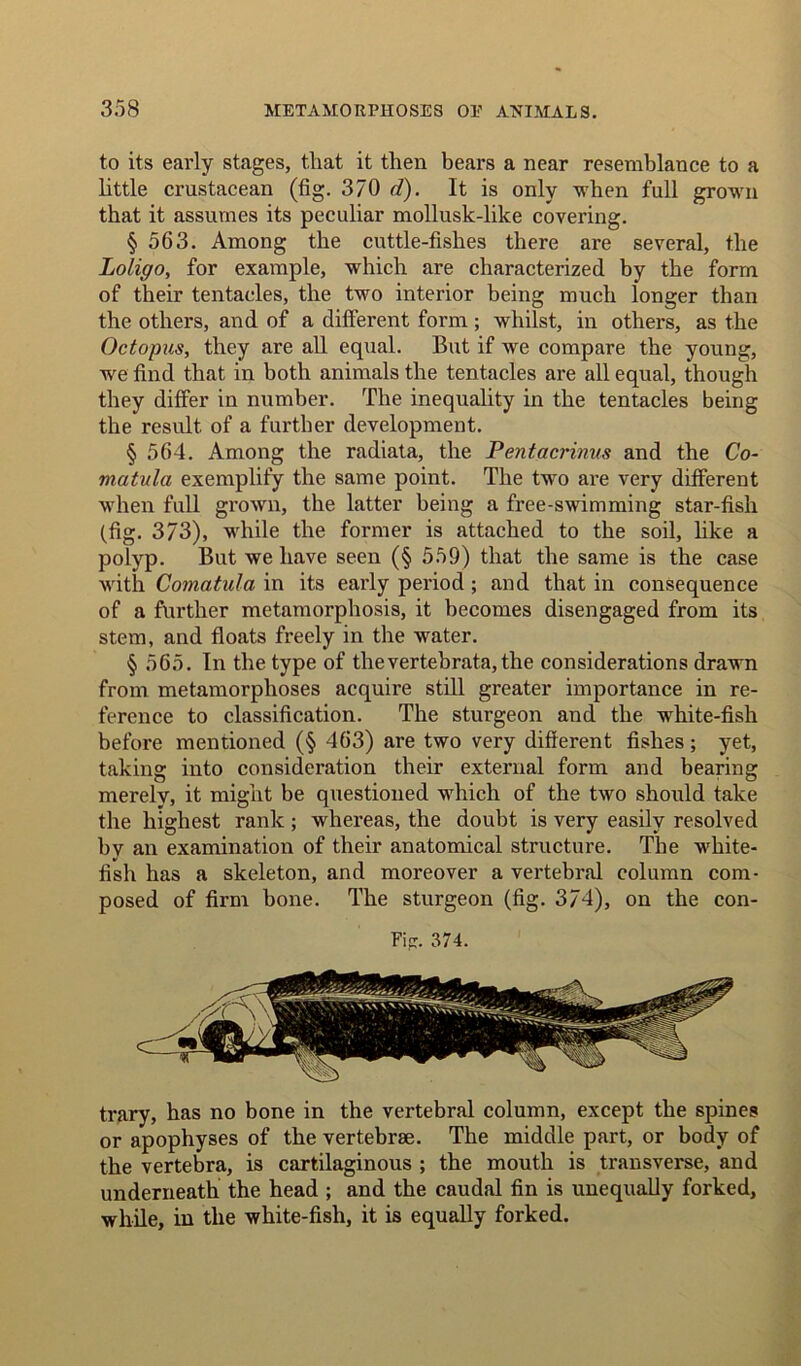 to its early stages, that it then bears a near resemblance to a little crustacean (fig. 370 d). It is only when full grown that it assumes its peculiar mollusk-like covering. § 563. Among the cuttle-fishes there are several, the Loligo, for example, which are characterized by the form of their tentacles, the two interior being much longer than the others, and of a different form; whilst, in others, as the Octopus, they are all equal. But if we compare the young, we find that in both animals the tentacles are all equal, though they differ in number. The inequality in the tentacles being the result of a further development. § 564. Among the radiata, the Pentacrinus and the Co- matula exemplify the same point. The two are very different when full grown, the latter being a free-swimming star-fish (fig. 373), while the former is attached to the soil, like a polyp. But we have seen (§ 559) that the same is the case with Comatula in its early period; and that in consequence of a further metamorphosis, it becomes disengaged from its stem, and floats freely in the water. § 565. In the type of thevertebrata,the considerations drawn from metamorphoses acquire still greater importance in re- ference to classification. The sturgeon and the white-fish before mentioned (§ 463) are two very different fishes; yet, taking into consideration their external form and bearing merely, it might be questioned which of the two should take the highest rank ; whereas, the doubt is very easily resolved by an examination of their anatomical structure. The white- fish has a skeleton, and moreover a vertebral column com- posed of firm bone. The sturgeon (fig. 374), on the con- Fip. 374. trary, has no bone in the vertebral column, except the spines or apophyses of the vertebrae. The middle part, or body of the vertebra, is cartilaginous ; the mouth is transverse, and underneath the head ; and the caudal fin is unequally forked, while, in the white-fish, it is equally forked.