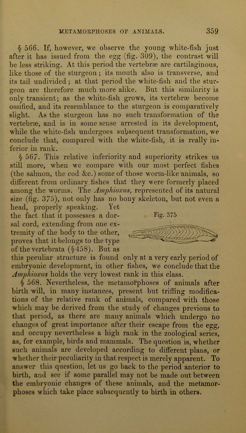 § 566. If, however, we observe the young white-fish just after it has issued from, the egg (fig. 309), the contrast will be less striking. At this period the vertebrae are cartilaginous, like those of the sturgeon; its mouth also is transverse, and its tail undivided; at that period the white-fish and the stur- geon are therefore much more alike. But this similarity is only transient; as the white-fish grows, its vertebrae become ossified, and its resemblance to the sturgeon is comparatively slight. As the sturgeon has no such transformation of the vertebrae, and is in some sense arrested in its development, while the white-fish undergoes subsequent transformation, we conclude that, compared with the white-fish, it is really in- ferior in rank. § 567. This relative inferiority and superiority strikes us still more, when we compare with our most perfect fishes (the salmon, the cod &c.) some of those worm-like animals, so different from ordinary fishes that they were formerly placed among the worms. The Amphioxus, represented of its natural size (fig. 375), not only has no bony skeleton, but not even a head, properly speaking. Yet the fact that it possesses a dor- ■ Fig- 375 sal cord, extending from one ex- tremity of the body to the other, proves that it belongs to the type of the vertebvata (§458). But as this peculiar structure is found only at a very early period of embryonic development, in other fishes, we conclude that the Amphioxus holds the very lowest rank in this class. § 568. Nevertheless, the metamorphoses of animals after birth will, in many instances, present but trifling modifica- tions of the relative rank of animals, compared with those which may be derived from the study of changes previous to that period, as there are many animals which undergo no changes of great importance after their escape from the egg, and occupy nevertheless a high rank in the zoological series, as, for example, birds and mammals. The question is, whether such animals are developed according to different plans, or whether their peculiarity in that respect is merely apparent. To answer this question, let us go back to the period anterior to birth, and see if some parallel may not be made out between the embryonic changes of these animals, and the metamor- phoses which take place subsequently to birth in others.