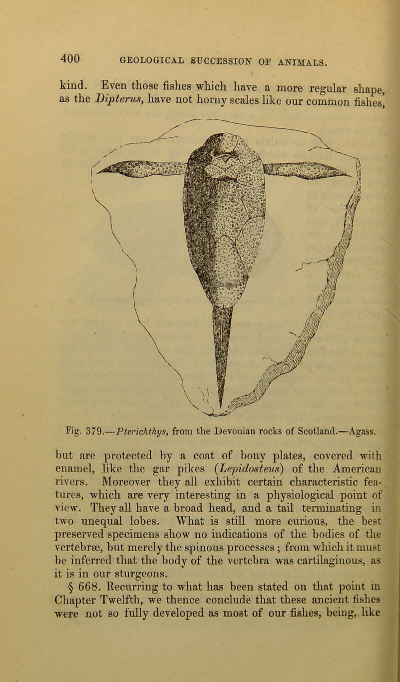 kind. Even those fishes which have a more regular shape, as the Dipterus, have not horny scales like our common fishes’ Fig. 379.—Pterichthys, from the Devonian rocks of Scotland.—Agass. but are protected by a coat of bony plates, covered with enamel, like the gar pikes (Lepidosteus) of the American rivers. Moreover they all exhibit certain characteristic fea- tures, which are very interesting in a physiological point of view. They all have a broad head, and a tail terminating in two unequal lobes. What is still more curious, the best preserved specimens show no indications of the bodies of the vertebrae, but merely the spinous processes ; from which it must be inferred that the body of the vertebra was cartilaginous, as it is in our sturgeons. § 668. Recurring to what has been stated on that point in Chapter Twelfth, we thence conclude that these ancient fishes were not so fully developed as most of our fishes, being, like