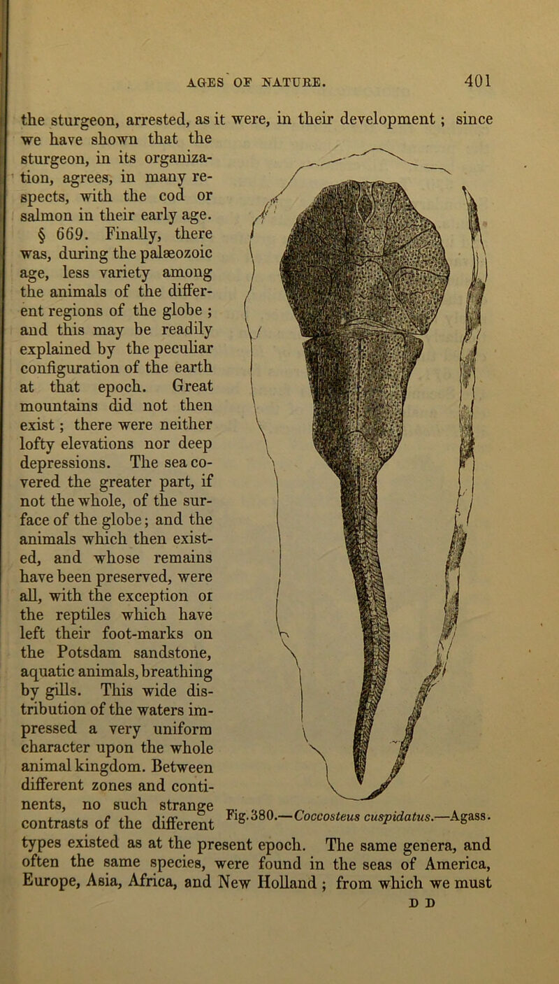 the sturgeon, arrested, as it were, in their development; since we have shown that the sturgeon, in its organiza- tion, agrees, in many re- spects, with the cod or salmon in their early age. § 669. Finally, there was, during the palaeozoic age, less variety among the animals of the differ- ent regions of the globe ; and this may be readily explained by the peculiar configuration of the earth at that epoch. Great mountains did not then exist; there were neither lofty elevations nor deep depressions. The sea co- vered the greater part, if not the whole, of the sur- face of the globe; and the animals which then exist- ed, and whose remains have been preserved, were all, with the exception or the reptiles which have left their foot-marks on the Potsdam sandstone, aquatic animals, breathing by gills. This wide dis- tribution of the waters im- pressed a very uniform character upon the whole animal kingdom. Between different zones and conti- nents, no such strange „on _ contrasts of the different ^S-^.-Coccosteus cuspidatus.-Agass. types existed as at the present epoch. The same genera, and often the same species, were found in the seas of America, Europe, Asia, Africa, and New Holland ; from which we must D D