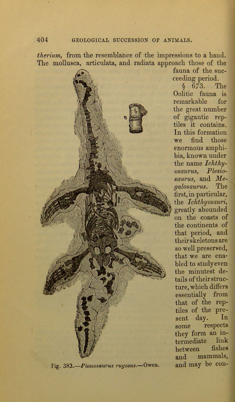 therium, from the resemblance of the impressions to a hand. The mollusca, articnlata, and radiata approach those of the fauna of the suc- ceeding period. § 673. The Oolitic fauna is remarkable for the great number of gigantic rep- tiles it contains. In this formation we find those enormous amphi- bia, known under the name Ichthy- osaurus, Plesio- saurus, and Me- galosaurus. The fij^, first, in particular, the Ichthyosauri, greatly abounded on the coasts of the continents of that period, and their skeletons are so well preserved, that we are ena- bled to study even the minutest de- tails of their struc- ture, which differs essentially from that of the rep- tiles of the pre- sent day. In some respects they form an in- termediate liuk between fishes and mammals, Fig. 383.—Plesiosaurus rugosus.—Owen. and may be COU-