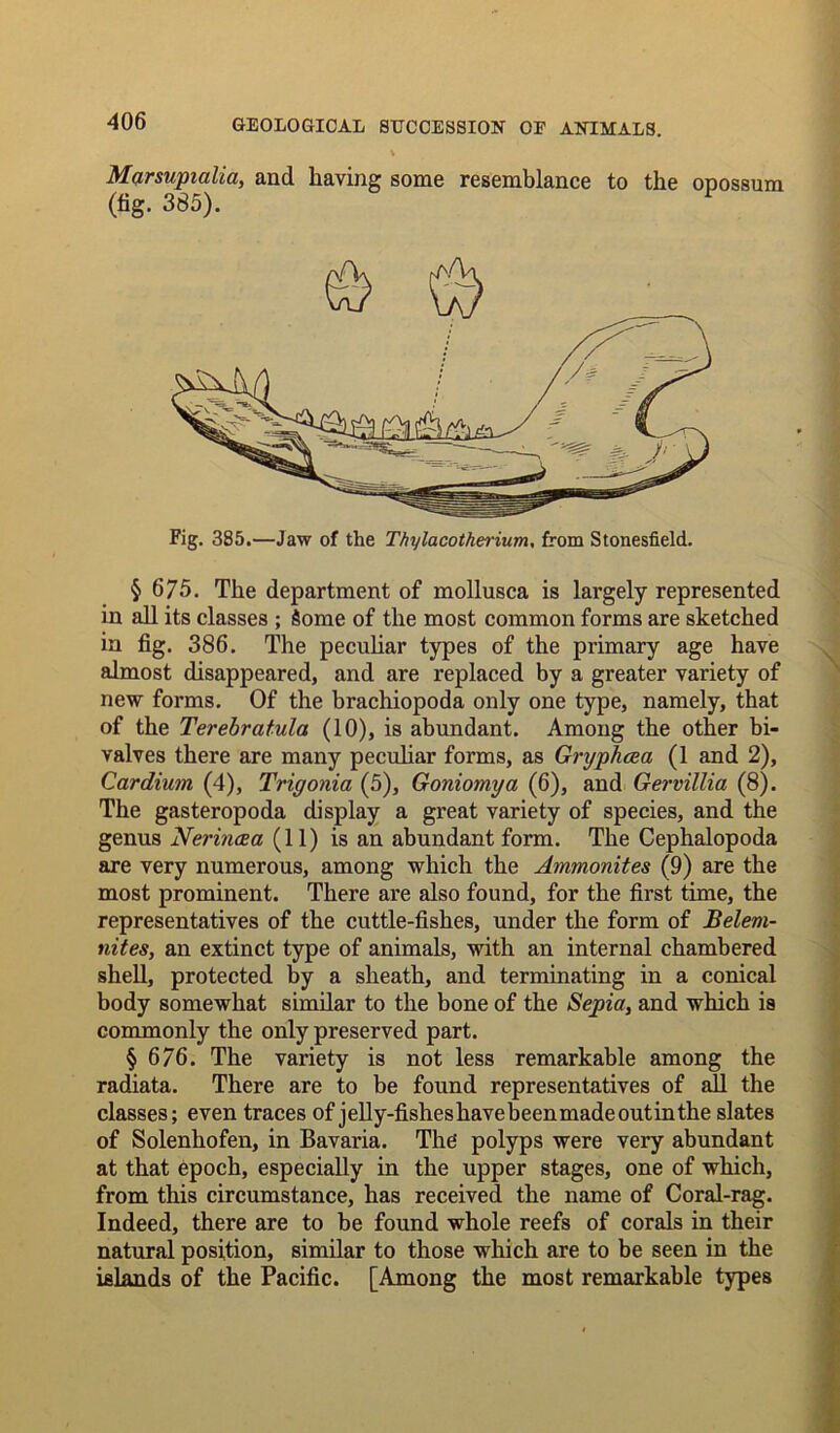 Marsupialia, and having some resemblance to the opossum (fig. 385). Fig. 385.—Jaw of the Thylacotherium, from Stonesfield. § 675. The department of mollusca is largely represented in all its classes ; Some of the most common forms are sketched in fig. 386. The peculiar types of the primary age have almost disappeared, and are replaced by a greater variety of new forms. Of the brachiopoda only one type, namely, that of the Terebratula (10), is abundant. Among the other bi- valves there are many peculiar forms, as Grxjphcea (1 and 2), Cardium (4), Trigonia (5), Goniomya (6), and Gervillia (8). The gasteropoda display a great variety of species, and the genus Nerincea (11) is an abundant form. The Cephalopoda are very numerous, among which the Ammonites (9) are the most prominent. There are also found, for the first time, the representatives of the cuttle-fishes, under the form of Belem- nites, an extinct type of animals, with an internal chambered shell, protected by a sheath, and terminating in a conical body somewhat similar to the bone of the Sepia, and which is commonly the only preserved part. § 676. The variety is not less remarkable among the radiata. There are to be found representatives of all the classes; even traces of jelly-fisheshavebeenmadeoutinthe slates of Solenhofen, in Bavaria. The polyps were very abundant at that epoch, especially in the upper stages, one of which, from this circumstance, has received the name of Coral-rag. Indeed, there are to be found whole reefs of corals in their natural position, similar to those which are to be seen in the islands of the Pacific. [Among the most remarkable types