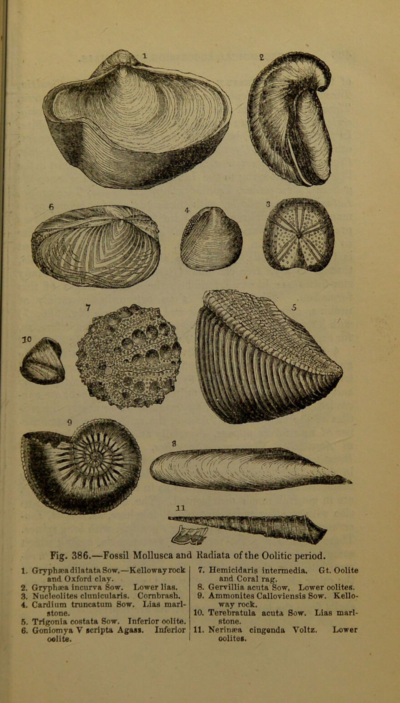Fig. 386.—Fossil Mollusca and Kadiata of the Oolitic period. 1. Gryph sea d il atata Sow.—Kelloway rock arid Oxford clay. 2. Gryphsea incurva Sow. Lower lias. 3. Nucleolites clunicularis. Cornbrash. 4. Cardium truncatum Sow. Idas marl- stone. 5. Trigonia costata Sow. Inferior oolite. 6. Goniomya V ecripta Agaas. Inferior oolite. 7. Hemicidaris intermedia. Gt. Oolite and Coral rag. 8. Gervillia acuta Sow, Lower oolites. 9. Ammonites Calloviensis Sow. Kello- way rock. 10. Terebratula acuta Sow. Lias marl- stone. 11. Nerinsea cingonda Voltz. Lower oolites.