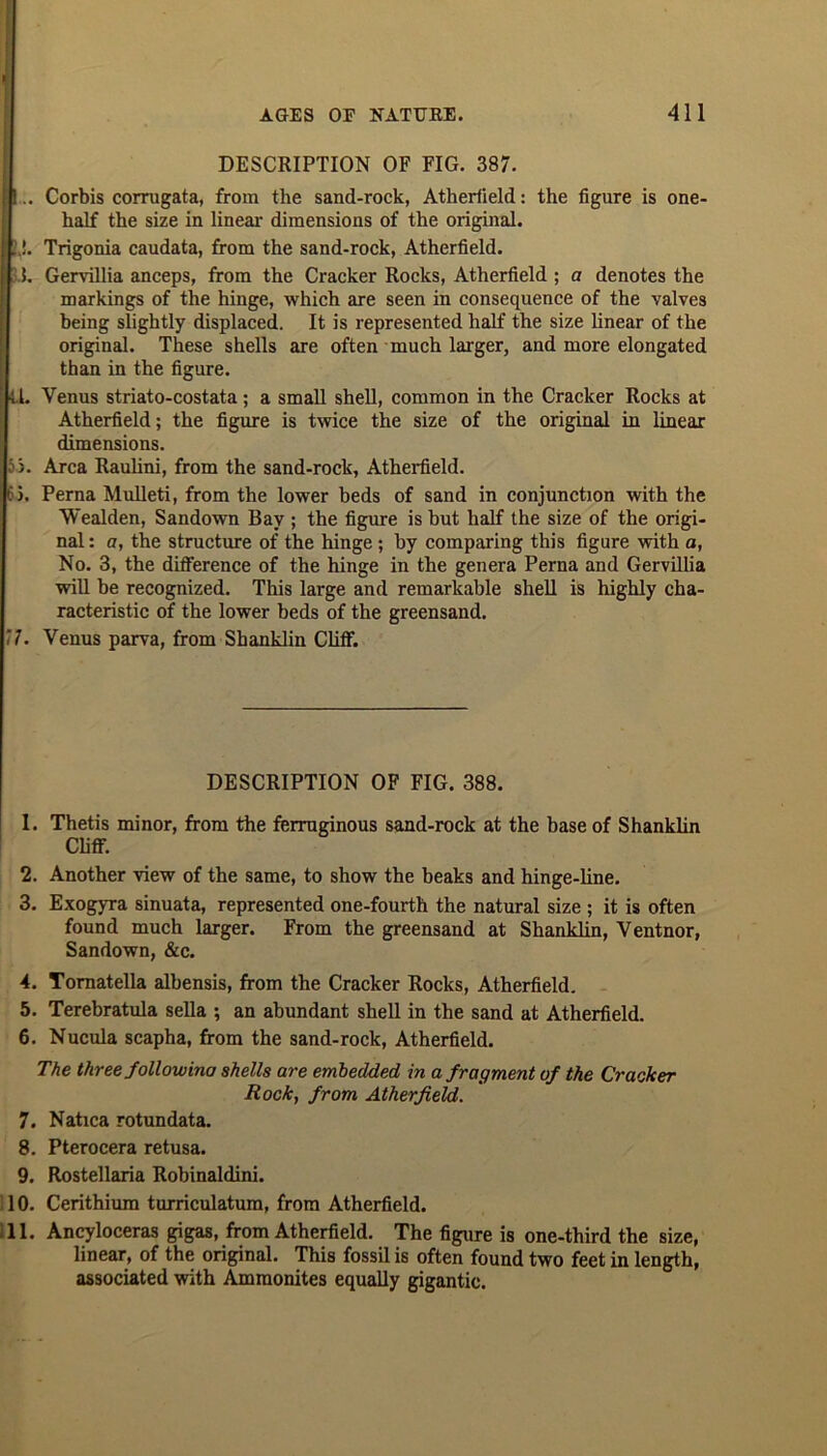DESCRIPTION OF FIG. 387. I!... Corbis corrugata, from the sand-rock, Atherfield: the figure is one- half the size in linear dimensions of the original. |Trigonia caudata, from the sand-rock, Atherfield. 5. Gervillia anceps, from the Cracker Rocks, Atherfield ; a denotes the markings of the hinge, which are seen in consequence of the valves being slightly displaced. It is represented half the size linear of the original. These shells are often much larger, and more elongated than in the figure. [ ti. Venus striato-costata; a small shell, common in the Cracker Rocks at Atherfield; the figure is twice the size of the original in linear dimensions. '3. Area Raulini, from the sand-rock, Atherfield. 65. Perna Mulleti, from the lower beds of sand in conjunction with the Wealden, Sandown Bay ; the figure is but half the size of the origi- nal : a, the structure of the hinge; by comparing this figure with a, No. 3, the difference of the hinge in the genera Perna and Gervillia will be recognized. This large and remarkable shell is highly cha- racteristic of the lower beds of the greensand. ‘,1. Venus parva, from Shanklin Cliff. DESCRIPTION OF FIG. 388. 1. Thetis minor, from the ferruginous sand-rock at the base of Shanklin Cliff. 2. Another view of the same, to show the beaks and hinge-line. 3. Exogyra sinuata, represented one-fourth the natural size ; it is often found much larger. From the greensand at Shanklin, Ventnor, Sandown, &c. 4. Tomatella albensis, from the Cracker Rocks, Atherfield. 5. Terebratula sella ; an abundant shell in the sand at Atherfield. 6. Nucula scapha, from the sand-rock, Atherfield. The three followina shells are embedded in a fragment of the Cracker Rock, from Atherfield. 7. Natica rotundata. 8. Pterocera retusa. 9. Rostellaria Robinaldini. 110. Cerithium turriculatum, from Atherfield. ,11. Ancyloceras gigas, from Atherfield. The figure is one-third the size, linear, of the original. This fossil is often found two feet in length, associated with Ammonites equally gigantic.