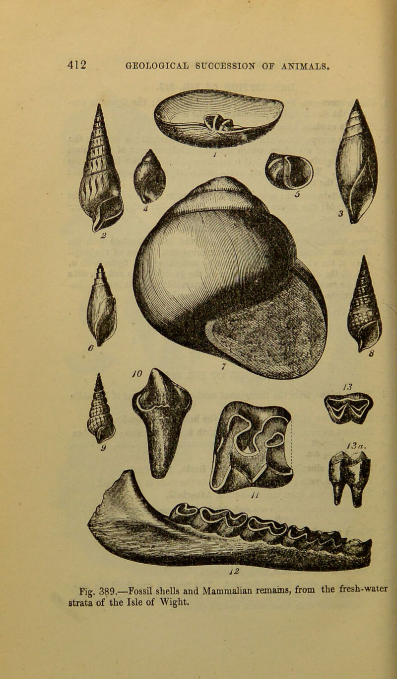 Fig. 389.—Fossil shells and Mammalian remains, from the fresh-water strata of the Isle of Wight.