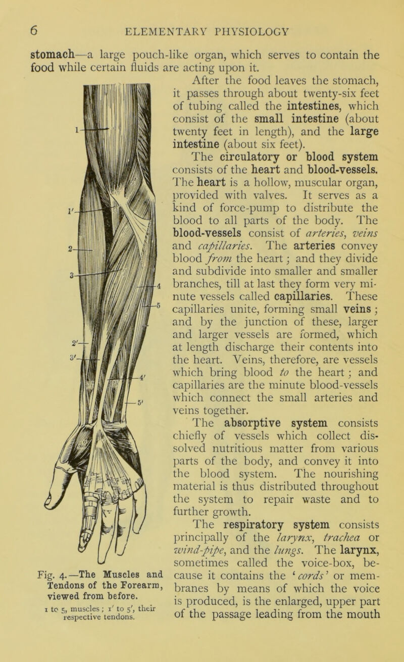 stomach—a large pouch-like organ, which serves to contain the food while certain fluids are acting upon it. After the food leaves the stomach, it passes through about twenty-six feet of tubing called the intestines, which consist of the small intestine (about twenty feet in length), and the large intestine (about six feet). The circulatory or blood system consists of the heart and blood-vessels. 'I'he heart is a hollow, muscular organ, provided with valves. It serves as a kind of force-pump to distribute the blood to all parts of the body. The blood-vessels consist of arteries, veins and capillaries. The arteries convey blood from the heart; and they divide and subdivide into smaller and smaller branches, till at last they form very mi- nute vessels called capillaries. These capillaries unite, forming small veins; and by the junction of these, larger and larger vessels are formed, which at length discharge their contents into the heart. Veins, therefore, are vessels which bring blood to the heart; and capillaries are the minute blood-vessels which connect the small arteries and veins together. The absorptive system consists chiefly of vessels which collect dis- solved nutritious matter from various j)arts of the body, and convey it into the blood system. The nourishing material is thus distributed throughout the system to repair waste and to further growth. The respiratory system consists principally of the larynx, trachea or wind-pipe, and the lungs. The larynx, sometimes called the voice-box, be- cause it contains the '‘cords' or mem- branes by means of which the voice is produced, is the enlarged, upper part of the passage leading from the mouth 2'- 3'- u Fig. 4.—The Muscles and Tendons of the Forearm, viewed from before. I tc 5, muscles ; i' to 5', their respective tendons.