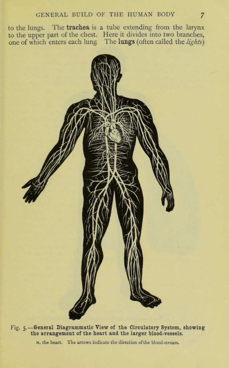 to the lungs. The trachea is a tube extending from the larynx to the upper part of the chest. Here it divides into two branches, one of which enters each lung. The lungs (often called the lights) Fig. 5.—General Diagrammatic View of the Circulatory System, showing the arrangement of the heart and the larger blood-vessels. H, the heart. The arrows indicate the direction of the blood-stream.