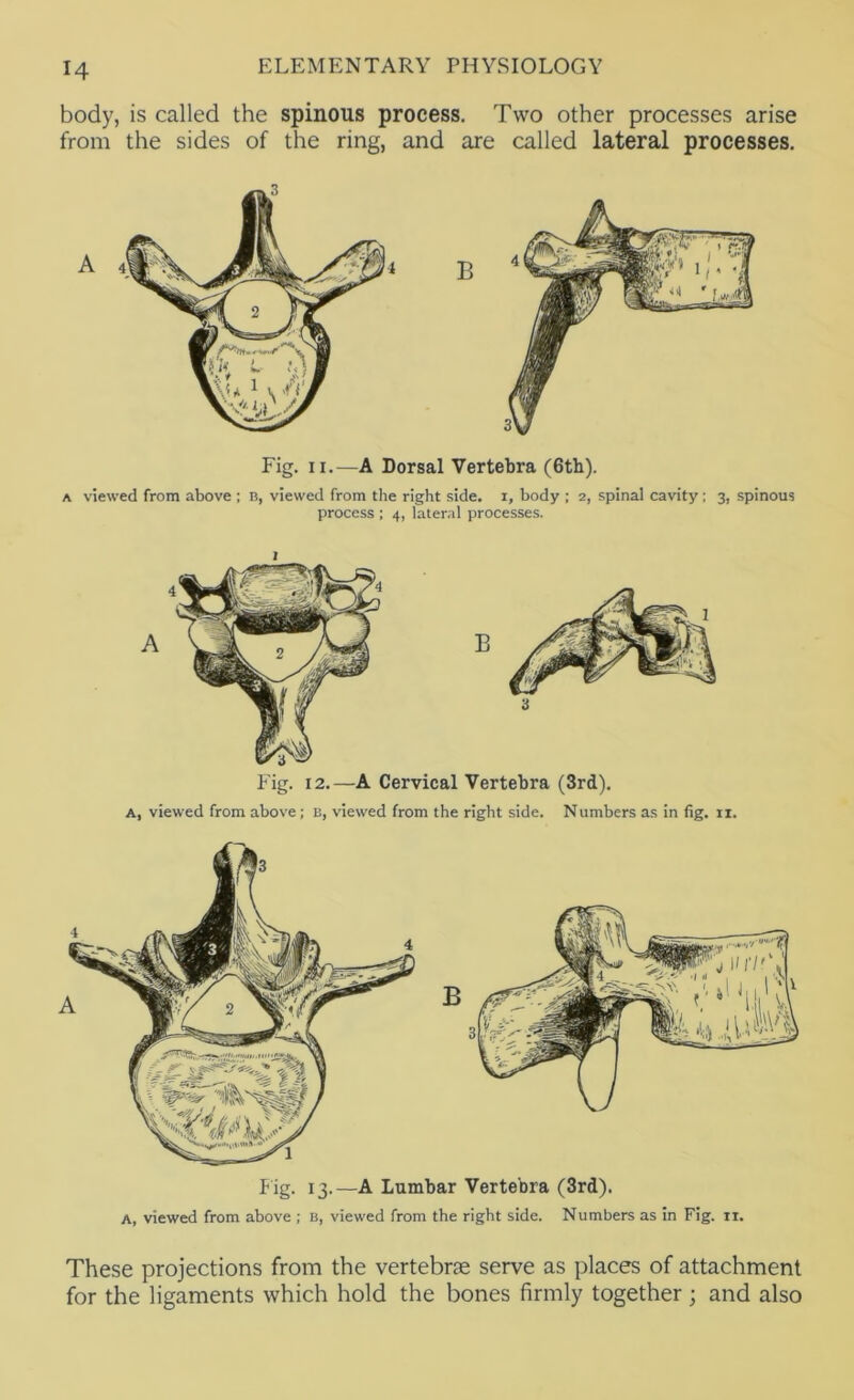 body, is called the spinous process. Two other processes arise from the sides of the ring, and are called lateral processes. Fig. II.—A Dorsal Vertebra (6th). A viewed from above ; n, viewed from the right side, i, body ; 2, spinal cavity ; 3, spinous process ; 4, lateral processes. Fig. 12.—A Cervical Vertebra (3rd). A, viewed from above; b, viewed from the right side. Numbers as in fig. ii. B f ig- 13-—4 Lumbar Vertebra (3rd). A, viewed from above ; b, viewed from the right side. Numbers as in Fig. ii. These projections from the vertebrse serve as places of attachment for the ligaments which hold the bones firmly together ; and also