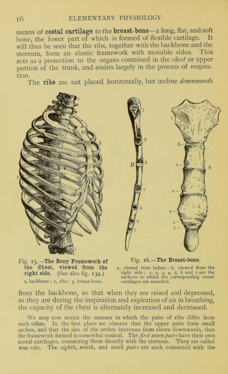 means of costal cartilage to the breast-bone—a long, flat, and soft bone, the lower part of which is formed of flexible cartilage. It will thus be seen that the ribs, together with the backbone and the sternum, form an elastic framework with movable sides. This acts as a protection to the organs contained in the chest or upper portion of the trunk, and assists largely in the process of respira- tion. The ribs are not placed horizontally, but incline downwards Fig. 15.—The Bony Framework of the Chest, viewed from the right side. (See also fig. 134.) 1, backbone ; 2, ribs ; 3, breast-bone. Fig. 16.—The Breast-bone. A, viewed from before ; B, viewed from the right side ; i,_ 2, 3, 4, 5, 6 and 7 are the surfaces to which the corresponding costal cartilages are attached. from the backbone, so that when they are raised and depressed, as they are during the inspiration and expiration of air in breathing, the capacity of the chest is alternately increased and decreased. \Ve may now notice the manner in which the pairs of ribs differ from each other. In the first place we observe that the upper pairs form small arches, and that the size of the arches increases from above downwards, thus the framework formed is somewhat conical. The first seven pairs have their own costal cartilages, connecting them directly with the sternum. They are called true ribs. The eighth, ninth, and tenth pairs are each connected with the