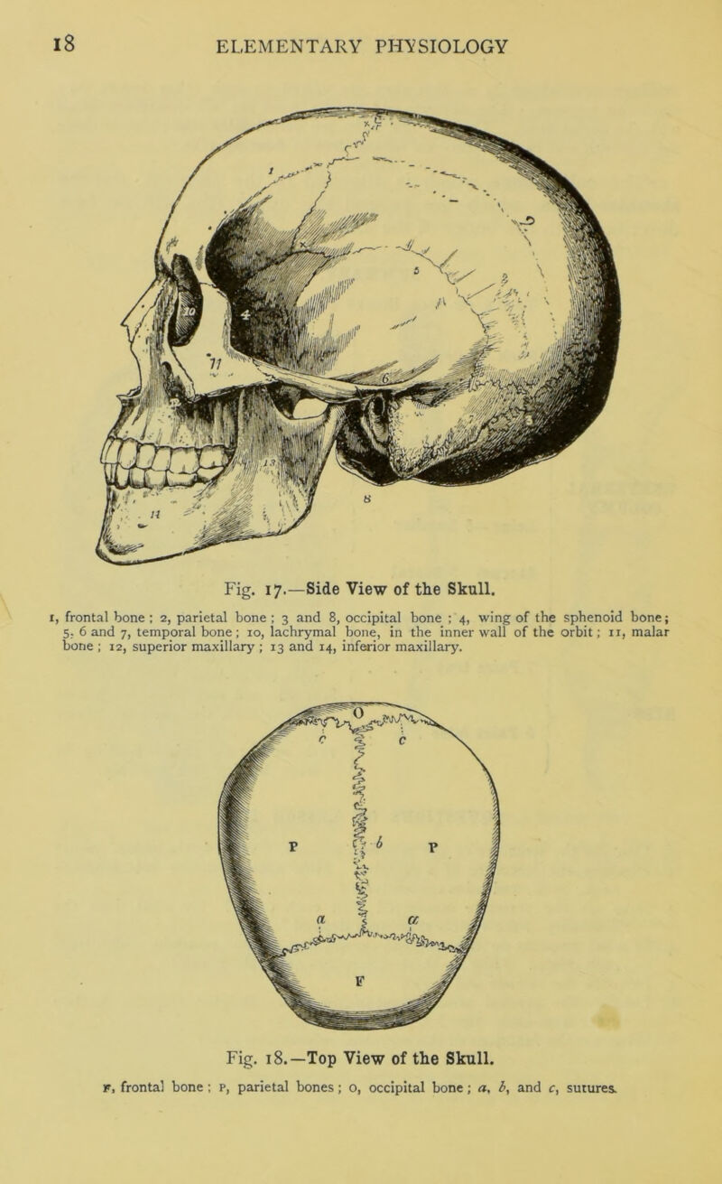 Fig. 17.—Side View of the Skull. I, frontal bone; 2, parietal bone; 3 and 8, occipital bone ; 4, wing of the sphenoid bone; 5; band 7, temporal bone; 10, lachrymal bone, in the inner wall of the orbit; ii, malar bone ; 12, superior maxillary ; 13 and 14, inferior maxillary. Fig. 18.—Top View of the Skull. F, frontal bone; p, parietal bones; o, occipital bone; a, i, and c, sutures.