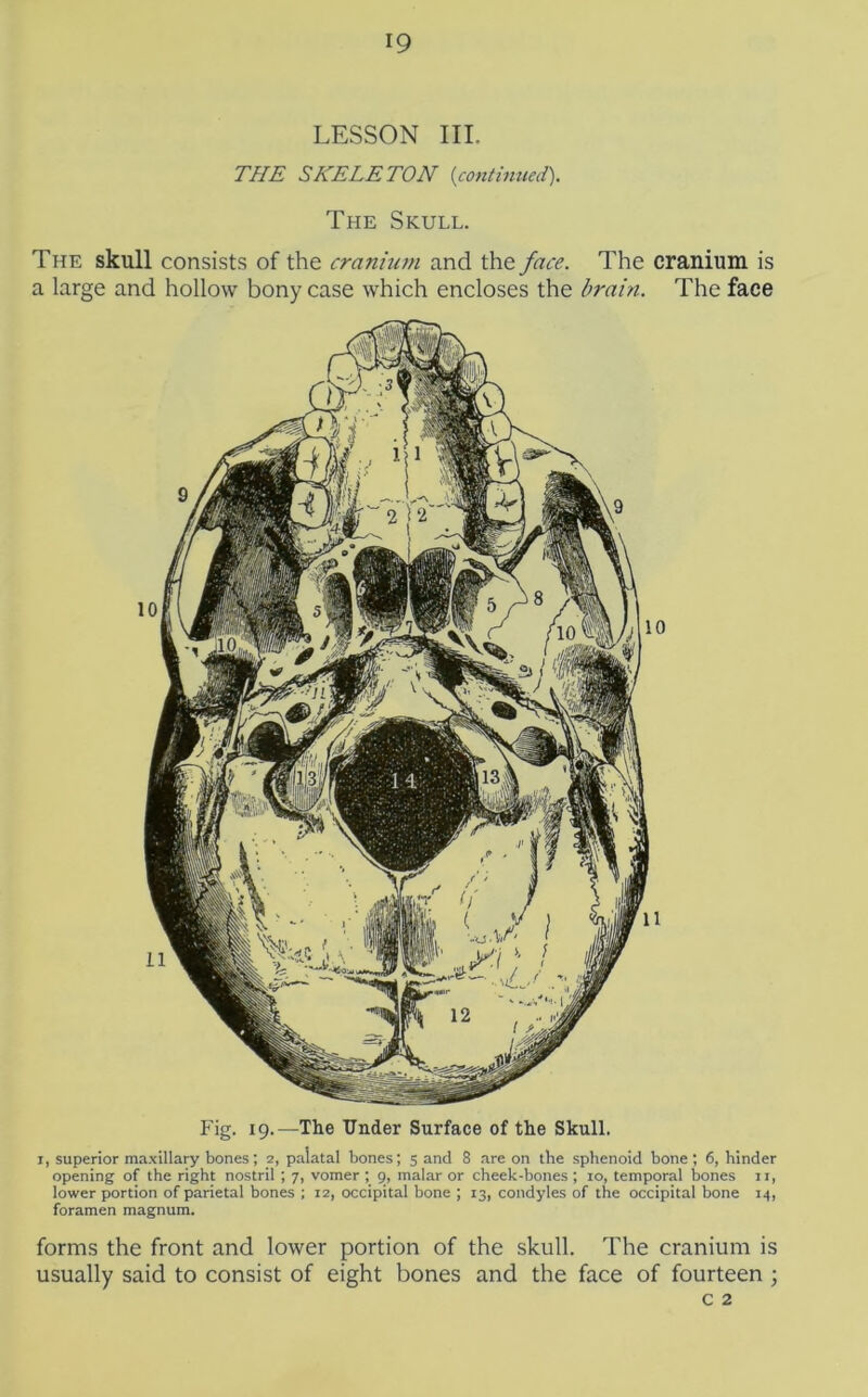 LESSON III. THE SKELETON {continued). The Skull. The skull consists of the cranhati and the face. The cranium is a large and hollow bony case which encloses the brain. The face Fig. 19.—The Under Surface of the Skull. I, superior maxillary bones; 2, palatal bones; 5 and 8 are on the sphenoid bone ; 6, hinder opening of the right nostril ; 7, vomer ; 9, malar or cheek-bones ; 10, temporal bones ii, lower portion of parietal bones ; 12, occipital bone ; 13, condyles of the occipital bone 14, foramen magnum. forms the front and lower portion of the skull. The cranium is usually said to consist of eight bones and the face of fourteen ;