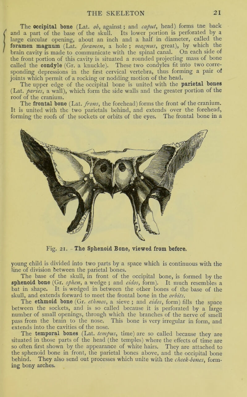 The occipital bone (Lat. ob, against; and caput, head) forms tne back and a part of the base of the skull. Its lower portion is perforated by a large circular opening, about an inch and a half in diameter, called the foramen magnum (Lat. fo>-amen, a hole ; viagnus, great), by which the brain cavity is made to communicate with the spinal canal. On each side of the front portion of this cavity is situated a rounded projecting mass of bone called the condyle (Gr. a knuckle). These two condyles fit into two corre- sponding depressions in the first cervical vertebra, thus forming a pair of joints which permit of a rocking or nodding motion of the head. The upper edge of the occipital bone is united with the parietal bones (Lat. paries, a wall), which form the side walls and the greater portion of the roof of the cranium. The frontal bone (Lat. frons, the forehead) forms the front of the cranium. It is united with the two parietals behind, and extends over the forehead, forming the roofs of the sockets or orbits of the eyes. The frontal bone in a Fig. 21. - The Sphenoid Bone, viewed from before. young child is divided into two parts by a space which is continuous with the line of division between the parietal bones. The base of the skull, in front of the occipital bone, is formed by the sphenoid bone (Gr. sphen, a wedge ; and eidos, form). It much resembles a bat in shape. It is wedged in between the other bones of the base of the skull, and extends forward to meet the frontal bone in the orbits. The ethmoid bone (Gr. etiimos, a sieve ; and eidos, form) fills the space between the sockets, and is so called because it is perforated by a large number of small openings, through which the branches of the nerve of smell pass from the brain to the nose. This bone is very irregular in form, and extends into the cavities of the nose. The temporal bones (Lat. tempus, time) are so called because they are situated in those parts of the head (the temples) where the effects of time are so often first shown by the appearance of white hairs. They are attached to the sphenoid bone in front, the parietal bones above, and the occipital bone behind. They also send out processes which unite with the chcek-boties, form- ing bony arches.