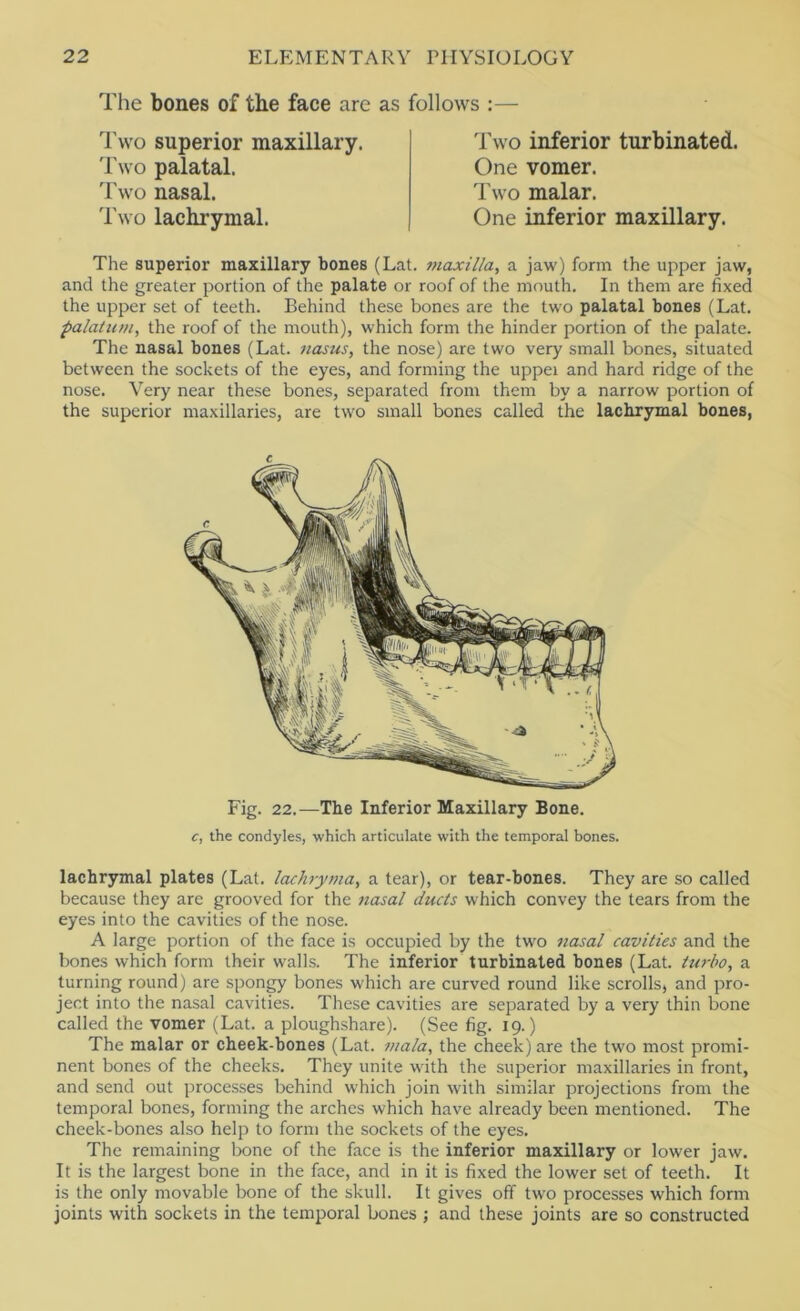 The bones of the face are as follows :— Two superior maxillary. I'wo palatal. 'I'wo nasal. Two lachrymal. Two inferior turbinated. One vomer. Two malar. One inferior maxillary. The superior maxillary bones (Lat. 7?iaxiHa, a jaw) form the upper jaw, and the greater portion of the palate or roof of the mouth. In them are fixed the upper set of teeth. Behind these bones are the two palatal bones (Lat. palatum^ the roof of the mouth), which form the hinder portion of the palate. The nasal bones (Lat. tiasus, the nose) are two very small bones, situated between the sockets of the eyes, and forming the uppei and hard ridge of the nose. Very near these bones, separated from them by a narrow portion of the superior maxillaries, are two small bones called the lachrymal bones, lachrymal plates (Lat. lachrynia, a tear), or tear-bones. They are so called because they are grooved for the nasal ducts which convey the tears from the eyes into the cavities of the nose. A large portion of the face is occupied by the two 7iasal cavities and the bones which form their walls. The inferior turbinated bones (Lat. tw-bo, a turning round) are spongy bones which are curved round like scrolls, and pro- ject into the nasal cavities. These cavities are separated by a very thin bone called the vomer (Lat. a ploughshare). (See fig. 19.) The malar or cheek-bones (Lat. mala, the cheek) are the two most promi- nent bones of the cheeks. They unite with the superior maxillaries in front, and send out processes behind which join with similar projections from the temporal bones, forming the arches which have already been mentioned. The cheek-bones also help to form the sockets of the eyes. The remaining bone of the face is the inferior maxillary or lower jaw. It is the largest bone in the face, and in it is fixed the lower set of teeth. It is the only movable bone of the skull. It gives off two processes which form joints with sockets in the temporal bones ; and these joints are so constructed C Fig. 22.—The Inferior Maxillary Bone. c, the condyles, which articulate with the temporal bones.