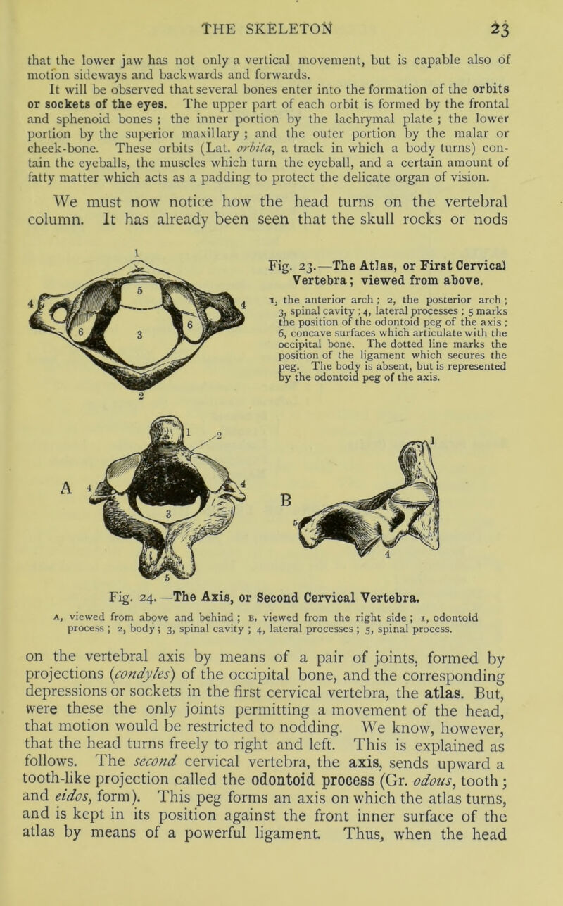 that the lower jaw has not only a vertical movement, but is capable also of motfon sideways and backwards and forwards. It will be observed that several bones enter into the formation of the orbits or sockets of the eyes. The upper part of each orbit is formed by the frontal and sphenoid bones ; the inner portion by the lachrymal plate ; the lower portion by the superior maxillary ; and the outer portion by the malar or cheek-bone. These orbits (Lat. orhita, a track in which a body turns) con- tain the eyeballs, the muscles which turn the eyeball, and a certain amount of fatty matter which acts as a padding to protect the delicate organ of vision. We must now notice how the head turns on the vertebral column. It has already been seen that the skull rocks or nods Fig. 23.—The Atlas, or First Cervical Vertebra; viewed from above. 1, the anterior arch ; 2, the posterior arch ; 3, spinal cavity ; 4, lateral processes ; 5 marks the position of the odontoid peg of the axis ; 6, concave surfaces which articulate with the occipital bone. The dotted line marks the position of the ligament which secures the Eeg. The body is absent, but is represented y the odontoid peg of the axis. B Fig. 24.—The Axis, or Second Cervical Vertebra. A, viewed from above and behind ; b, viewed from the right side ; i, odontoid process ; 2, body ; 3, spinal cavity ; 4, lateral processes ; 5, spinal process. on the vertebral axis by means of a pair of joints, formed by projections {condyles) of the occipital bone, and the corresponding depressions or sockets in the first cervical vertebra, the atlas. But, were these the only joints permitting a movement of the head, that motion would be restricted to nodding. We know, however, that the head turns freely to right and left. This is explained as follows. The second cervical vertebra, the axis, sends upward a tooth-like projection called the odontoid process (Gr. odons, tooth; and eidos, form). This peg forms an axis on which the atlas turns, and is kept in its position against the front inner surface of the atlas by means of a powerful ligament Thus, when the head