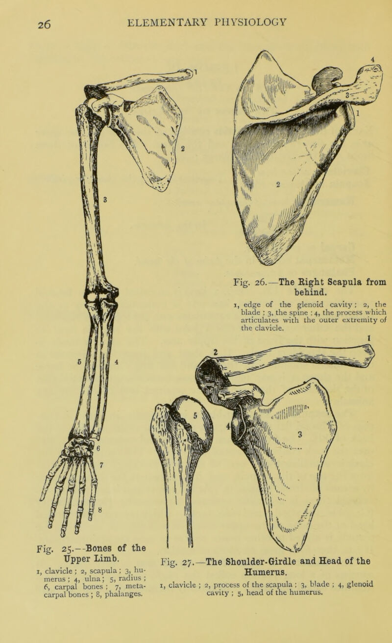 Fig. 26.—The Right Scapula from behind. 1, edge of the glenoid cavity; 2, the blade ; 3, the spine ; 4, the process which articulates with the outer extremity of the clavicle. Fig. 25.—Bones of the Upper Limb. pjg 27.—The Shoulder-Girdle and Head of the I, clavicle ; 2, scapula; 3, hu- Humerus. f^^Srpal’ bones’; ^Vi meta- i, clavicle ; 2, process of the scapula ; 3, blade ; 4, glenoid carpal bones ; 8, phalanges. cavity ; 5. head of the humerus.