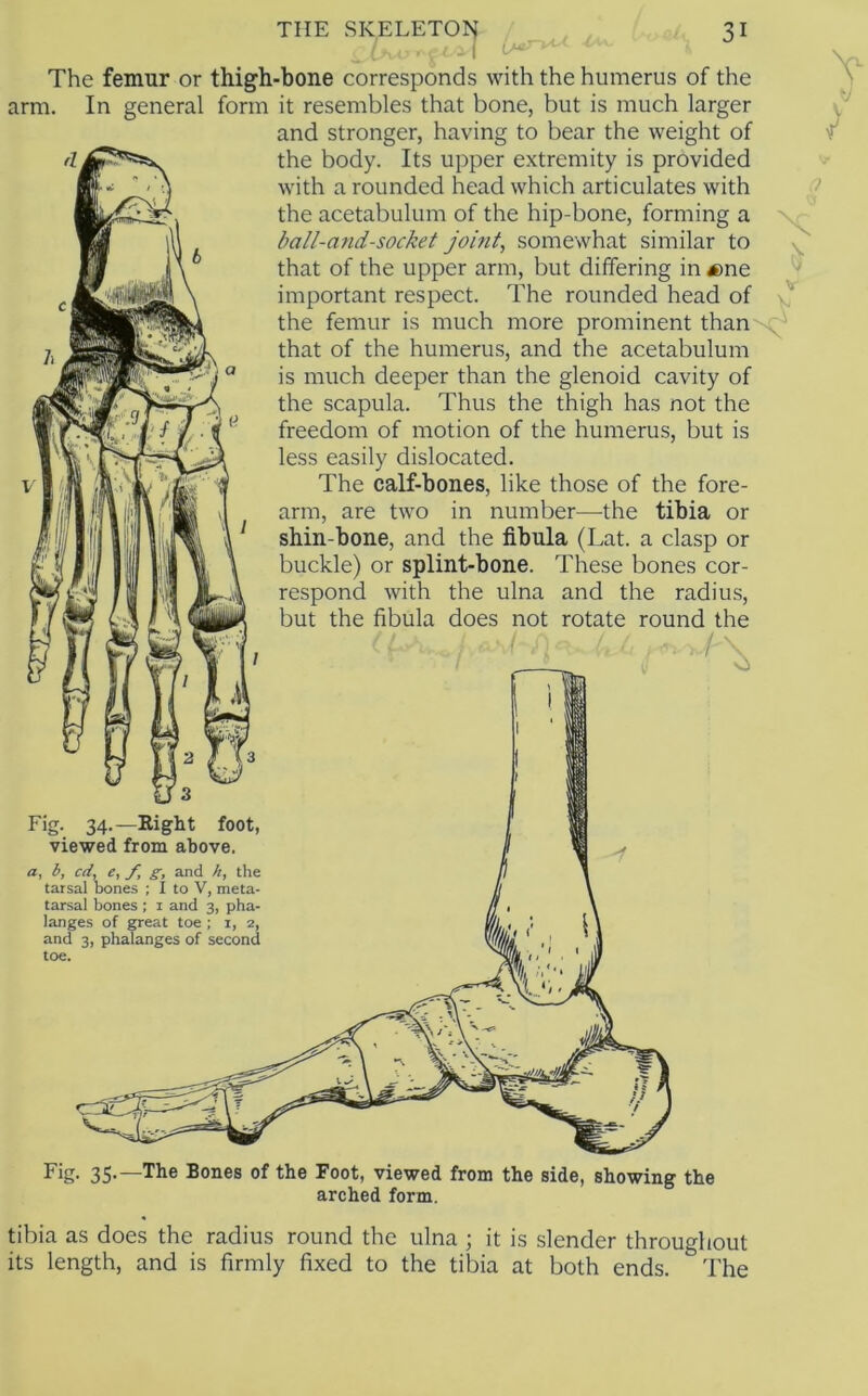 The femur or thigh-bone corresponds with the humerus of the arm. In general form it resembles that bone, but is much larger and stronger, having to bear the weight of the body. Its upper extremity is provided with a rounded head which articulates with the acetabulum of the hip-bone, forming a ^ ball-and-socket joint, somewhat similar to that of the upper arm, but differing in lene important respect. The rounded head of the femur is much more prominent than-^ that of the humerus, and the acetabulum is much deeper than the glenoid cavity of the scapula. Thus the thigh has not the freedom of motion of the humerus, but is less easily dislocated. The calf-bones, like those of the fore- arm, are two in number—^the tibia or shin-bone, and the fibula (Lat. a clasp or buckle) or splint-bone. These bones cor- respond with the ulna and the radius, but the fibula does not rotate round the \ Fig. 34.—Right foot, viewed from above. a, b, cd, e, f, g, and h, the tarsal bones ; I to V, meta- tarsal bones ; i and 3, pha- langes of great toe ; i, 2, and 3, phalanges of second toe. Fig- 35-—The Bones of the Foot, viewed from the side, showing the arched form. tibia as does the radius round the ulna ; it is slender throughout its length, and is firmly fixed to the tibia at both ends. The