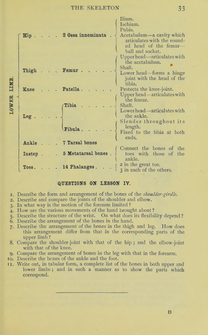 LOWER LIMB. r Hip . Thigh Knee -i Leg . Ankle Instep Toes. 2 Ossa innominata Femur .... . Patella.... /Tibia .... 1 Fibula .... . 7 Tarsal bones 5 Metatarsal bones . 14 Phalanges. . I Ilium. Lschium. Pubis. Acetabulum—a cavity which articulates with the round- ed head of the femur— ball and socket. Upper head—articulates with the acetabulum. Shaft. ^ ^ Lower head —forms a hinge joint with the head of the tibia. Protects the knee-joint. / Upper head—articulates with the femur. - Shaft. Lowerhead—articulates with the ankle. ■ Slender throughout its length. Fixed to the tibia at both ends. ( Connect the bones of the t toes with those of the ( ankle. ( 2 in the great toe. 1 3 in each of the others. QUESTIONS ON LESSON IV. 1. Describe the form and arrangement of the bones of the shoulder-girdle. 2. Describe and compare the joints of the shoulder and elbow. 3. In what way is the motion of the forearm limited ? 4. How are the various movements of the hand brought about ? 5. Describe the structure of the wrist. On what does its flexibility depend ? 6. Describe the arrangement of the bones in the hand. 7. Describe the arrangement of the bones in the thigh and leg. How does this arrangement differ from that in the corresponding parts of the upper limb ? 8. Compare the shoulder-joint with that of the hip ; and the elbow-joint with that of the knee. 9. Compare the arrangement of bones in the leg with that in the forearm, to. Describe the bcnes of the ankle and the foot. II. Write out, in tabular form, a complete list of the bones in both upper and lower limbs; and in such a manner as to show the parts which correspond. D