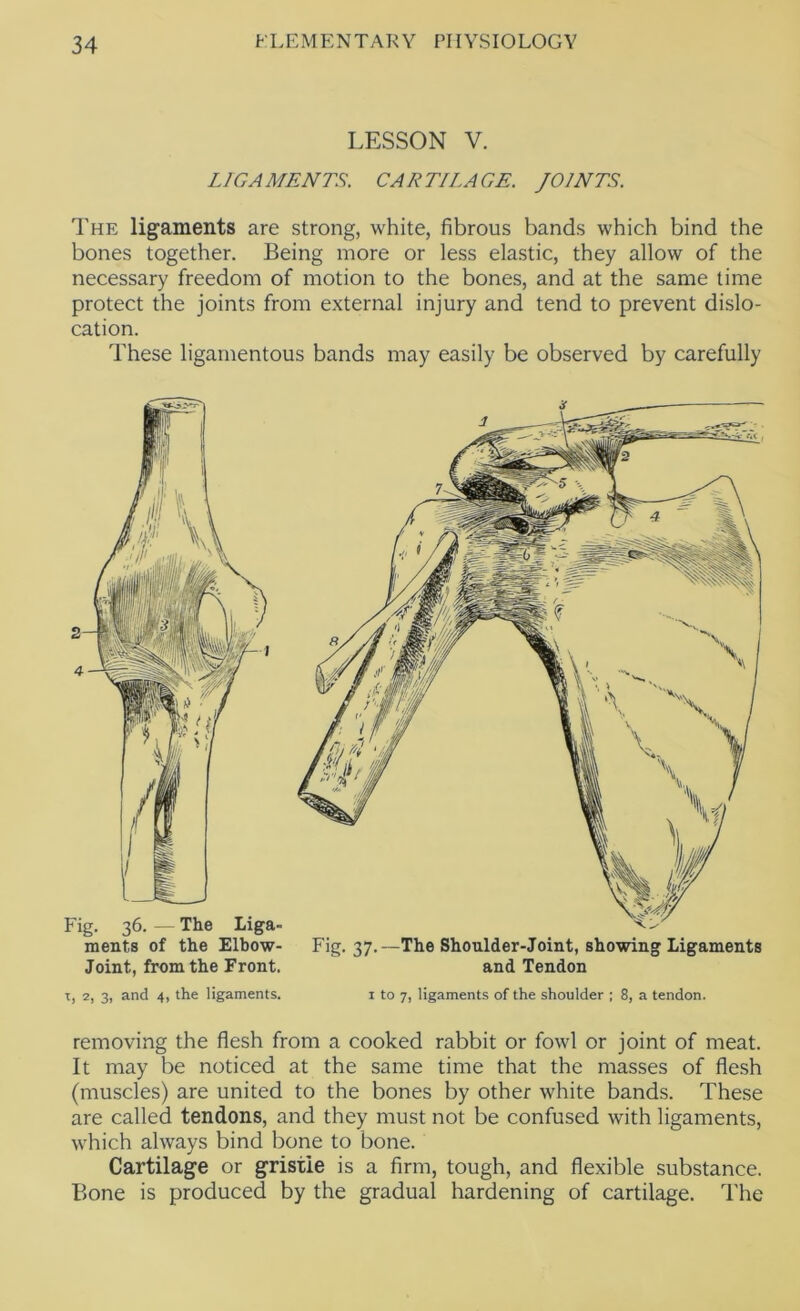 LESSON V. LIGAMENTS. CARTILAGE. JOINTS. The ligaments are strong, white, fibrous bands which bind the bones together. Being more or less elastic, they allow of the necessary freedom of motion to the bones, and at the same time protect the joints from external injury and tend to prevent dislo- cation. These ligamentous bands may easily be observed by carefully ments of the Elbow- Fig. 37.—The Shoulder-Joint, showing Ligaments Joint, from the Front. and Tendon t, 2, 3, and 4, the ligaments. 1 to 7, ligaments of the shoulder ; 8, a tendon. removing the flesh from a cooked rabbit or fowl or joint of meat. It may be noticed at the same time that the masses of flesh (muscles) are united to the bones by other white bands. These are called tendons, and they must not be confused with ligaments, which always bind bone to bone. Cartilage or gristle is a firm, tough, and flexible substance. Bone is produced by the gradual hardening of cartilage. The