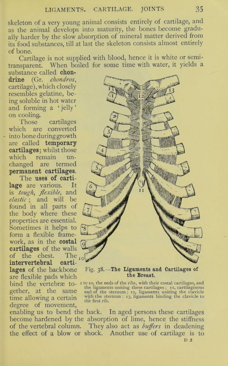 cartilage.s skeleton of a very young animal consists entirely of cartilage, and as the animal develops into maturity, the bones become gradu- ally harder by the slow absorption of mineral matter derived from its food substances, till at last the skeleton consists almost entirely of bone. Cartilage is not supplied with blood, hence it is white or semi- transparent. \\'hen boiled for some time with water, it yields a substance called chon- drine (Gr. chondros, cartilage), which closely resembles gelatine, be- ing soluble in hot water and forming a ‘ jelly ’ on cooling.. Those which are converted into bone during growth are called temporary- cartilages; whilst those which remain un- changed are termed permanent cartilages. The uses of carti- lage are various. It is tough, flexible, and elastic; and will be found in all parts of the body where these properties are essential. Sometimes it helps to form a flexible frame- work, as in the costal cartilages of the walls of the chest. The intervertebral carti- lages of the backbone are flexible pads which bind the vertebrae to- ' ®ids of the nbs, with their costal cartilages, and gether, at the same time allowing a certain degree of movement, enabling us to bend the back. In aged persons these cartilages become hardened by the absorption of lime, hence the stiffness of the vertebral column. They also act as buffers in deadening the effect of a blow or shock. Another use of cartilage is to D 2 Fig. 38.—The Ligaments and Cartilages of the Breast. the ligaments uniting these cartilages ; 11, cartilaginous end of the sternum ; 12, ligaments uniting the clavicle with the sternum ; 13, ligaments binding the clavicle to the first rib.