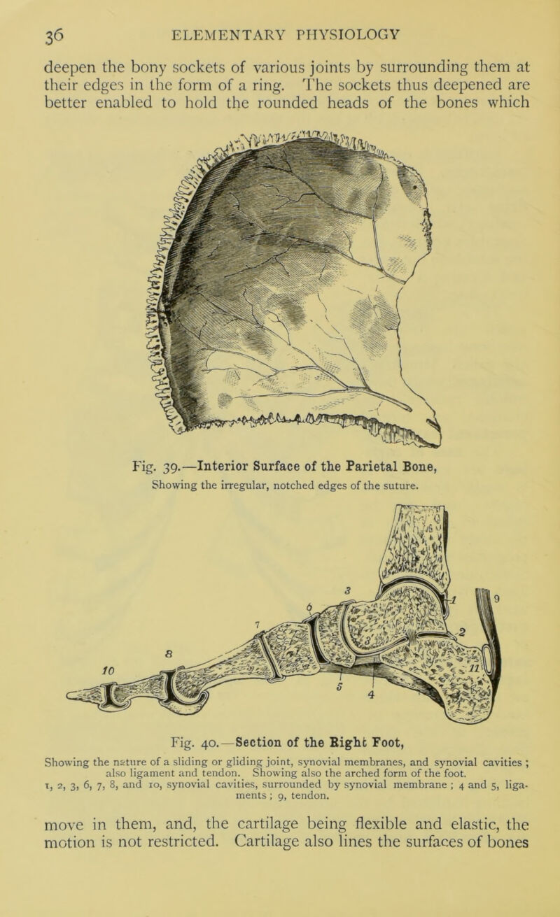 deepen the bony sockets of various joints by surrounding them at their edges in the form of a ring. I’he sockets thus deepened are better enabled to hold the rounded heads of the bones which J ig- 39*—Interior Surface of the Parietal Bone, Showing the irregular, notched edges of the suture. Fig. 40.—Section of the Bight Foot, Showing the nature of a sliding or gliding joint, synovial membranes, and synovial cavities ; also ligament and tendon. Showing also the arched form of the foot. T, 2, 3, 6, 7, 8, and 10, synovial cavities, surrounded by synovial membrane ; 4 and 5, liga- ments ; 9, tendon. move in them, and, the cartilage being flexible and elastic, the motion is not restricted. Cartilage also lines the surfaces of bones