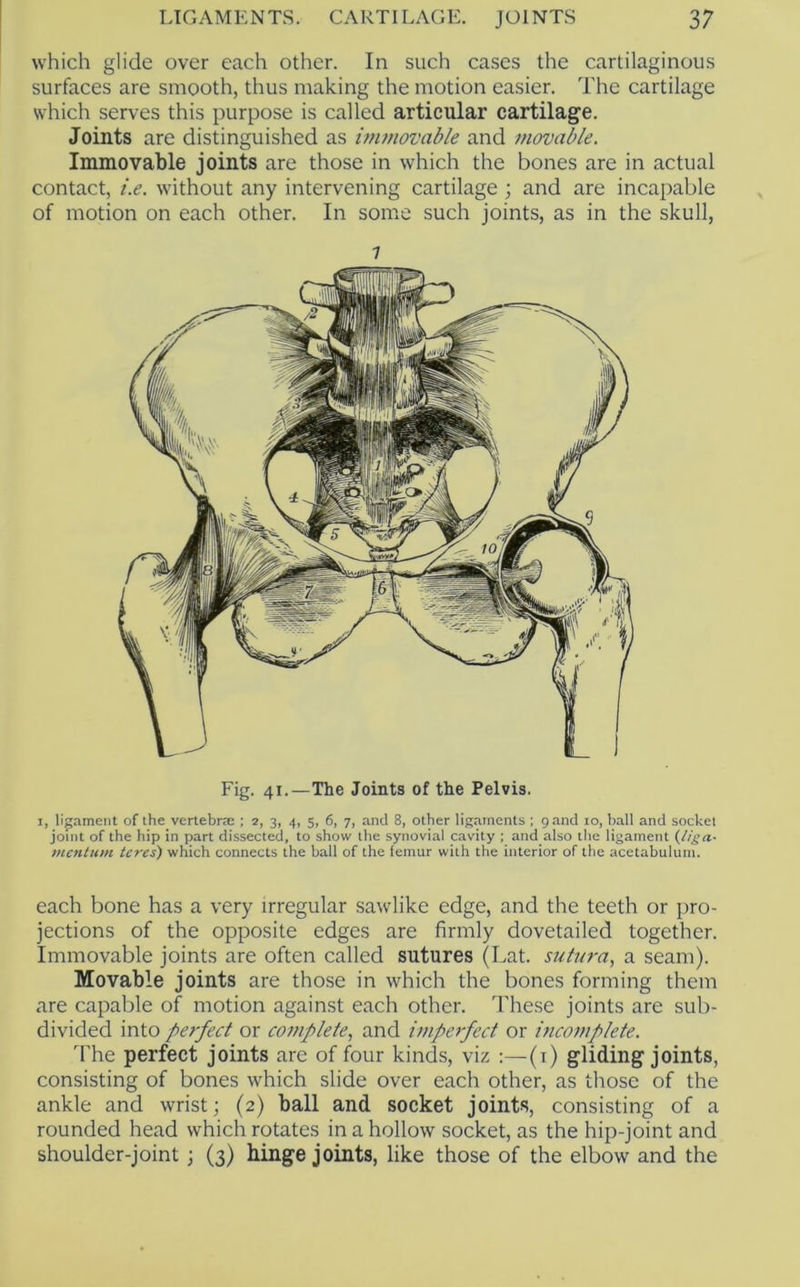 which glide over each other. In such cases the cartilaginous surfaces are smooth, thus making the motion easier. The cartilage which serves this purpose is called articular cartilage. Joints are distinguished as immovable and movable. Immovable joints are those in which the bones are in actual contact, i.e. without any intervening cartilage ; and are incapable of motion on each other. In some such joints, as in the skull, Fig. 41.—The Joints of the Pelvis. I, ligament of the vertebrae ; 2, 3, 4, 5, 6, 7, and 8, other ligaments ; 9 and 10, ball and socket joint of the hip in part dissected, to show the synovial cavity ; and also the ligament (//'i’a- jHcntum teres) which connects the ball of the femur with the interior of the acetabulunt. each bone has a very irregular sawlike edge, and the teeth or pro- jections of the opposite edges are firmly dovetailed together. Immovable joints are often called sutures (Lat. sutura, a seam). Movable joints are those in which the bones forming them are capable of motion against each other. These joints are sub- divided into perfect or C07tiplete,, and impetfect or incotnplete. d’he perfect joints are of four kinds, viz :—(i) gliding joints, consisting of bones which slide over each other, as those of the ankle and wrist; (2) ball and socket joints, consisting of a rounded head which rotates in a hollow socket, as the hip-joint and shoulder-joint; (3) binge joints, like those of the elbow and the