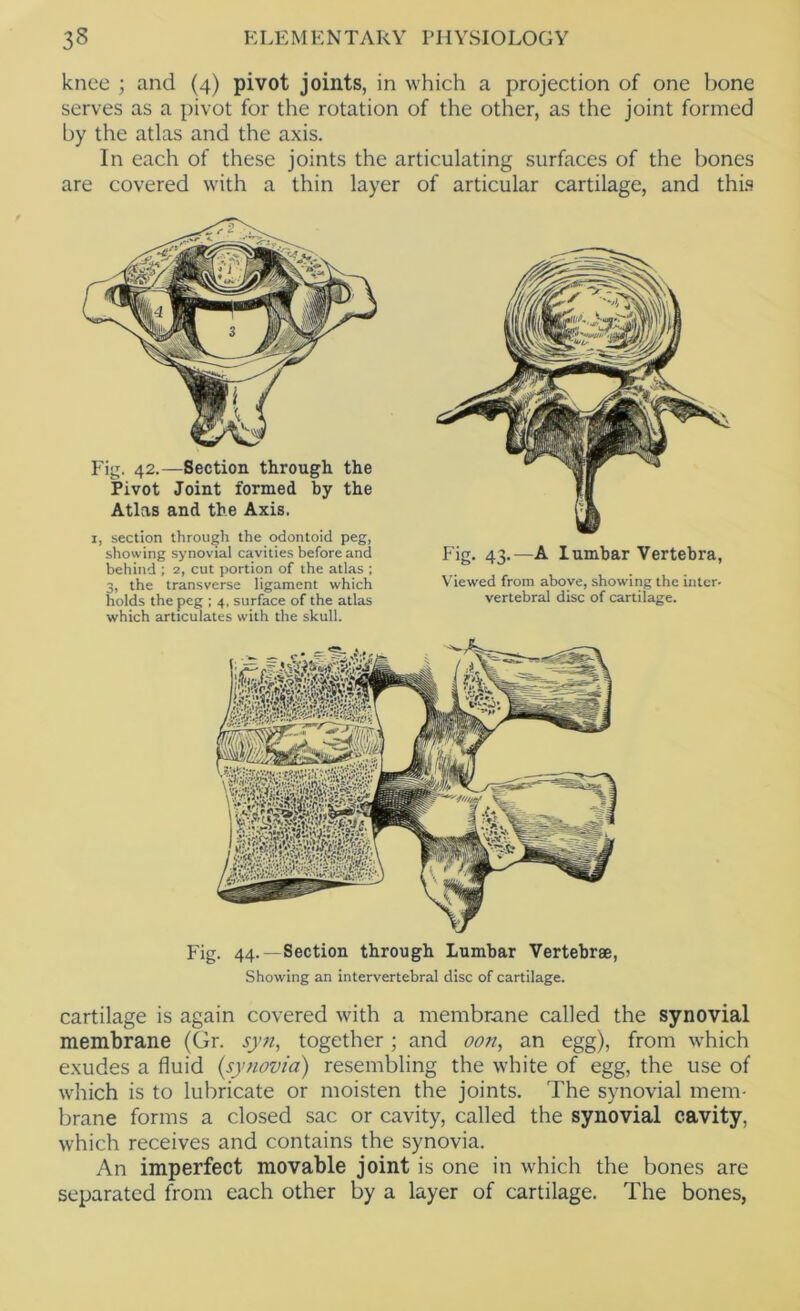 knee ; and (4) pivot joints, in which a projection of one bone serves as a pivot for the rotation of the other, as the joint formed by the atlas and the axis. In each of these joints the articulating surfaces of the bones are covered with a thin layer of articular cartilage, and thLs Fig. 42.—Section through the Pivot Joint formed by the Atlas and the Axis. I, section through the odontoid peg, showing synovial cavities before and behind ; 2, cut portion of the atlas ; 3, the transverse ligament which holds the peg ; 4, surface of the atlas which articulates with the skull. Pig. 43.—A lumbar Vertebra, Viewed from above, showing the inter- vertebral disc of cartilage. Fig. 44.—Section through Lumbar Vertebrae, Showing an intervertebral disc of cartilage. cartilage is again covered with a membrane called the synovial membrane (Gr. syn, together; and oon, an egg), from which exudes a fluid {synovia) resembling the white of egg, the use of which is to lubricate or moisten the joints. The synovial mem- brane forms a closed sac or cavity, called the synovial cavity, which receives and contains the synovia. An imperfect movable joint is one in which the bones are separated from each other by a layer of cartilage. The bones,