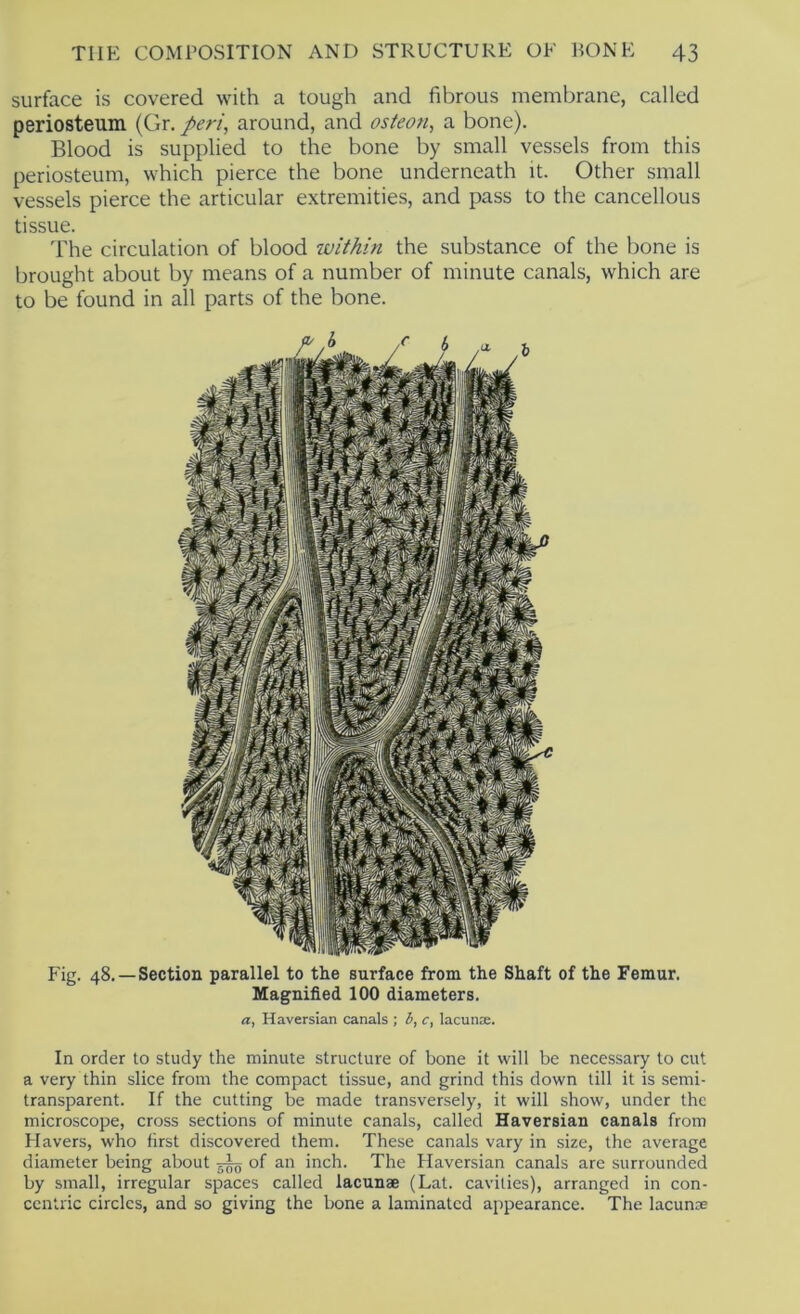 surface is covered with a tough and fibrous membrane, called periosteum (Gr. peri, around, and osteon, a bone). Blood is supplied to the bone by small vessels from this periosteum, which pierce the bone underneath it. Other small vessels pierce the articular extremities, and pass to the cancellous tissue. The circulation of blood within the substance of the bone is brought about by means of a number of minute canals, which are to be found in all parts of the bone. Fig. 48. —Section parallel to tlie surface from the Shaft of the Femur. Magnihed 100 diameters. a, Haversian canals ; b, c, lacunse. In order to study the minute structure of bone it will be necessary to cut a very thin slice from the compact tissue, and grind this down till it is semi- transparent. If the cutting be made transversely, it will show, under the microscope, cross sections of minute canals, called Haversian canals from Havers, who first discovered them. These canals vary in size, the average diameter being about ^ of an inch. The Haversian canals are surrounded by small, irregular spaces called lacunae (Lat. cavities), arranged in con- centric circles, and so giving the bone a laminated appearance. The lacunae