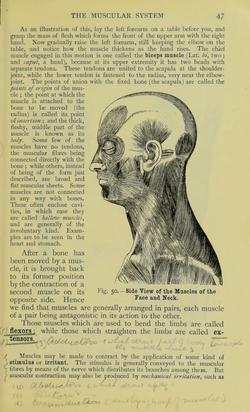 As an illustration of this, lay the left forearm on a table before you, and grasp the mass of flesh which forms the front of the upper arm with the right hand. Now gradually raise the left forearm, still keeping the elbow on the table, ami notice how the muscle thickens as the hand rises. The chief muscle engaged in this motion is one called the biceps muscle (Lat. hi, two ; and caput, a head), because at its upper extremity it has two heads with separate tendons. These tendons are united to the scapula at the shoulder- joint, while the lower tendon is fastened to the radius, very near the elbow- joint. The points of union with the fixed bone (the scapula) are called the points of origin of the mus- cle ; the point at which the muscle is attached to the bone to be moved (the radius) is called its point of insertion ; and the thick, fleshy, middle part of the muscle is known as its body. Some few of the muscles have no tendons, the muscular fibres being connected directly with the bone ; while others, instead of being of the form just described, are broad and flat muscular sheets. Some muscles are not connected in any way with bones. These often enclose cavi- ties, in which case they are called hollow muscles, and are generally of the involuntary kind. Exam- ples are to be seen in the heart and stomach. After a bone has been moved by a mus- cle, it is brought back to its former position by the contraction of a second muscle on its hig. 50. opposite side. Hence we find that muscles are generally arranged in pairs, each muscle of a pair being antagonistic in its action to the other. Those muscles which are used to bend the limbs are called flexors; while those which straighten the limbs are called ex- Side View of the Muscles of the Face and Neck. tensog^, ( Muscles may be made to contract by the application of some kind of stimulus or irritant. The stimulus is generally conveyed to the muscular fibres by means of the nerve which distributes its branches among them. But muscular contraction may also be produced by inechanical irritation, such as \ U, Di foU - i ' ' iy ■