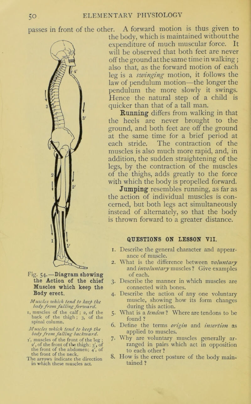 passes in front of the other. A forward motion is thus given to the body, which is maintained without the expenditure of much muscular force. It will be observed that both feet are never '' off the ground at the same time in walking; also that, as the forward motion of each leg is a szvinging motion, it follows the law of pendulum motion—the longer the pendulum the more slowly it swings. Hence the natural step of a child is quicker than that of a tall man. Running differs from walking in that the heels are never brought to the ground, and both feet are off the ground at the same time for a brief period at each stride. The contraction of the muscles is also much more rapid, and, in addition, the sudden straightening of the legs, by the contraction of the muscles of the thighs, adds greatly to the force with which the body is propelled forward. Jumping resembles running, as far as the action of individual muscles is con- cerned, but both legs act simultaneously instead of alternately, so that the body is thrown forward to a greater distance. 54-—Diagram showing the Action of the chief Muscles which keep the Body erect. M 7tschis which tend to keep the body from falling foTivard. I, muscles of the calf; 2, of the back of the thigh ; 3, of the spinal column. Muscles which tend to keep the body from falling backivard. 1', muscles of the front of the leg ; 2', of the front of the thigh; 3', of the front of the abdomen; 4', of the front of the neck. The arrows indicate the direction in v/hich these muscles act. QUESTIONS ON LESSON VII. 1. Describe the general character and appear- ance of muscle. 2. What is the difference between voluntary and itivolunlary muscles ? Give examples of each. 3. De.scribe the manner in which muscles are connected with bones. 4. De.scribe the action of any one voluntary muscle, showing how its form changes during this action. 5. What is a tendon ? Where are tendons to be found ? 6. Define the terms origin and insertion as applied to muscles. 7. Why are voluntary muscles generally ar- ranged in pairs which act in opposition to each other ? 8. How is the erect posture of the body main- tained ?