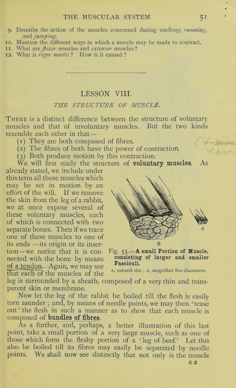 9. Describe the action of the muscles concerned during walking, running, and jumping. 10. Mention the different ways in which a muscle may be made to contract. 11. M’hat are flexor muscles and extensor muscles ? 12. What is 7-igor mortis ? How is it caused ? LESSON VIII. THE STRUCTURE OF MUSCLE. There is a distinct difference between the structure of voluntary muscles and that of involuntary muscles. But the two kinds resemble each other in that— (1) They are both composed of fibres. (2) The fibres of both have the power of contraction. (3) Both produce motion by this contraction. We will first study the structure of voluntary muscles. As already stated, we include under this term all those muscles which may be set in motion by an effort of the will. If we remove the skin from the leg of a rabbit, we at once expose several of these voluntary muscles, each of which is connected with two separate bones. Then if we trace one of these muscles to one of its ends —its origin or its inser- tion—we notice that it is con- nected with the bone by means of a Tendon. Again, we may see tEalea^ of the muscles of the leg is surrounded by a sheath, composed of a very thin and trans- parent skin or membrane. Now let the leg of the rabbit be boiled till the flesh is easily torn asunder ; and, by means of needle points, we may then ‘ tease out ’ the flesh in such a manner as to show that each muscle is composed of bundles of fibres. As a further, and, perhaps, a better illustration of this last point, take a small portion of a very large muscle, such as one of those which form the fleshy portion of a ‘ leg of beef.’ Let this also be boiled till its fibres may easily be separated by needle points. We shall now see distinctly that not only is the muscle E 2 B Fig- 55-—^ small Portion of Muscle, consisting of larger and smaller Fasciculi. A, natural size ; n, magnified five diameters.