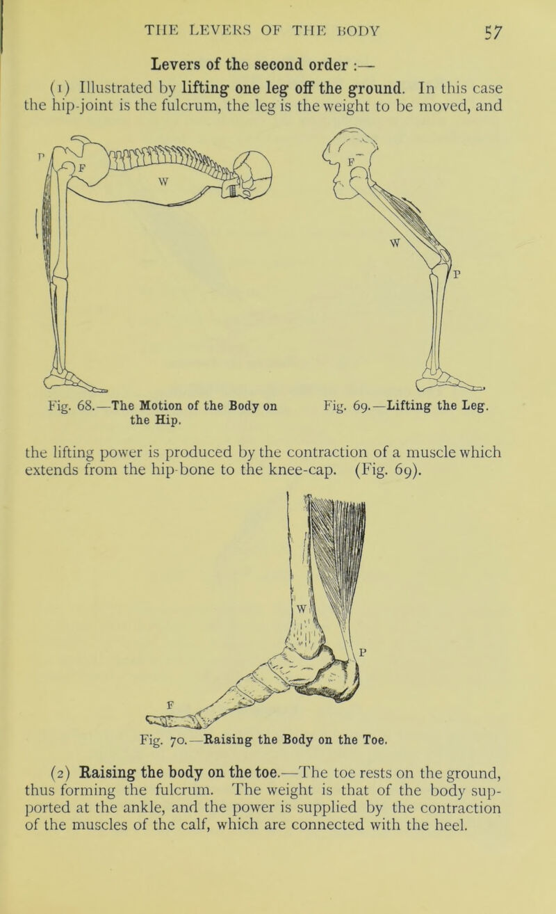 Levers of the second order :— (i) Illustrated by lifting one leg off the ground. In this case the hip-joint is the fulcrum, the leg is the weight to be moved, and Fig. 68.—The Motion of the Body on the Hip. the lifting power is produced by the contraction of a muscle which extends from the hip-bone to the knee-cap. (Fig. 69). (2) Raising the body on the toe.—The toe rests on the ground, thus forming the fulcrum. The w^eight is that of the body sup- ported at the ankle, and the power is supplied by the contraction of the muscles of the calf, which are connected with the heel.