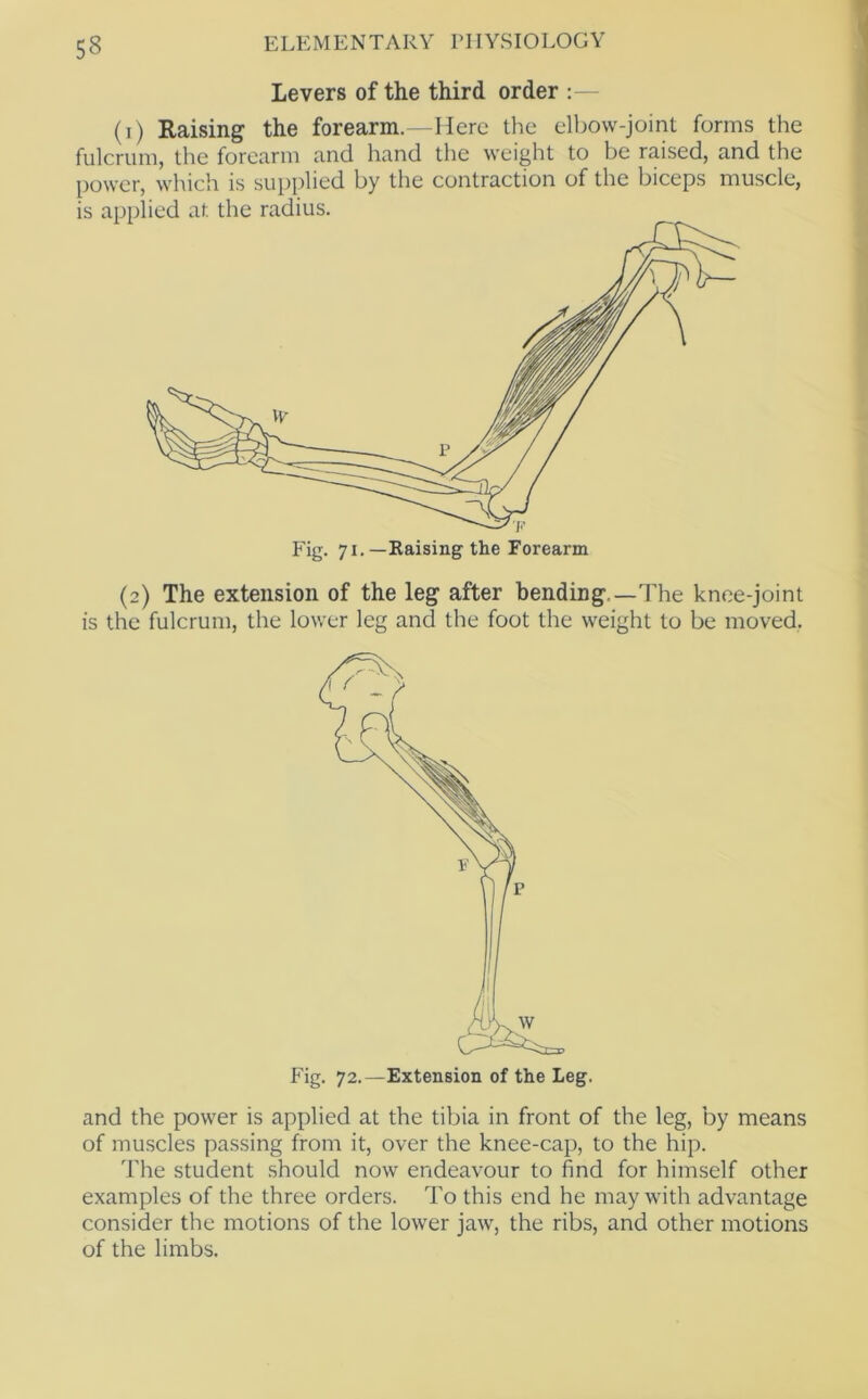 Levers of the third order :— (i) Raising the forearm.—Here the elbow-joint forms the fulcrum, the forearm and hand the weight to be raised, and the power, which is supplied by the contraction of the biceps muscle, is applied at the radius. Fig. 71.—Raising the Forearm (2) The extension of the leg after bending.—The knee-joint is the fulcrum, the lower leg and the foot the weight to be moved. and the power is applied at the tibia in front of the leg, by means of muscles passing from it, over the knee-cap, to the hip. The student should now endeavour to find for himself other examples of the three orders. To this end he may with advantage consider the motions of the lower jaw, the ribs, and other motions of the limbs.