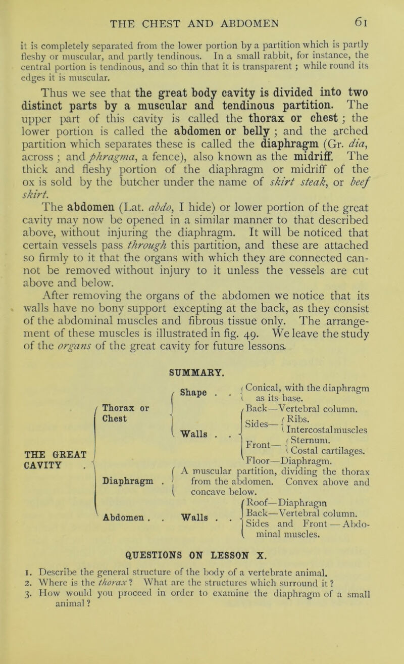 it is completely separated from the lower portion by a partition which is partly fleshy or muscular, and partly tendinous. In a small rabbit, for instance, the central portion is tendinous, and so thin that it is transparent ; while round its edges it is muscular. Thus we see that the great body cavity is divided into two distinct parts by a muscular and tendinous partition. The upper part of this cavity is called the thorax or chest; the lower portion is called the abdomen or belly ; and the arched partition which separates these is called the diaphragm (Gr. dia, across ; and phragma, a fence), also known as the midriff. The thick and fleshy portion of the diaphragm or midriff of the ox is sold by the butcher under the name of skirt steak, or beef skirt. The abdomen (Lat. abdo, I hide) or lower portion of the great cavity may now be opened in a similar manner to that described above, without injuring the diaphragm. It will be noticed that certain vessels pass through this partition, and these are attached so firmly to it that the organs with which they are connected can- not be removed without injury to it unless the vessels are cut above and below. After removing the organs of the abdomen we notice that its walls have no bony support excepting at the back, as they consist of the abdominal muscles and fibrous tissue only. The arrange- ment of these muscles is illustrated In fig. 49. We leave the study of the organs of the great cavity for future lessons SUMMAKY. / Thorax or Chest THE GREAT I CAVITY Diaphragm Abdomen . Shape Walls Sides- ( Conical, with the diaphragm i as its base. ^Back—Vertebral column, f Ribs. (Intercostal muscles 'Front— cartilages. ' Floor—Diaphragm. A muscular partition, dividing the thorax from the abdomen. Convex above and concave below. ’ Roof—Diaphragm Back—Vertebral column. Sides and Front—Abdo- minal muscles. Walls QUESTIONS ON LESSON X. 1. Describe the general structure of the body of a vertebrate animal. 2. Where is the thorax‘i What are the structures which surround it? 3. How would you proceed in order to examine the diaphragm of a small animal ?
