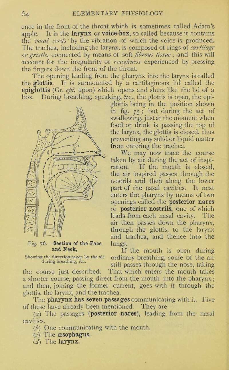 ence in the front of the throat which is sometimes called Adam’s apple. It is the larynx or voice-box, so called because it contains the vocal cords'\yj the vibration of which the voice is produced. The trachea, including the larynx, is composed of rings of cartilage or gristle, connected by means of soft fibrous tissue; and this will account for the irregularity or rough?iess experienced by pressing the fingers down the front of the throat. The opening leading from the pharynx into the larynx is called the glottis. It is surmounted by a cartilaginous lid called the epiglottis (Gr. epi, upon) which opens and shuts like the lid of a box. During breathing, speaking, &c., the glottis is open, the epi- glottis being in the position shown in fig. 75; but during the act of swallowing, just at the moment when food or drink is passing the top of the larynx, the glottis is closed, thus preventing any solid or liquid matter from entering the trachea. We may now trace the course taken by air during the act of inspi- ration. If the mouth is closed, the air inspired passes through the nostrils and then along the lower part of the nasal cavities. It next enters the pharynx by means of two openings called the posterior nares or posterior nostrils, one of which leads from each nasal cavity. The air then passes down the pharynx, through the glottis, to the larynx and trachea, and thence into the lungs. If the mouth is open during ordinary breathing, some of the air still passes through the nose, taking the course just described. That which enters the mouth takes a shorter course, passing direct from the mouth into the pharynx; and then, joining the former current, goes with it through the glottis, the larynx, and the trachea. The pharynx has seven passages communicating with it. Five of these have already been mentioned. They are— («) The passages (posterior nares), leading from the nasal cavities. {h) One communicating with the mouth. (c) The oesophagus. (d) 'I'he larynx. Fig. 76.—Section of the Face and Neck, Showing the direction taken Ly the air during breathing, &c.